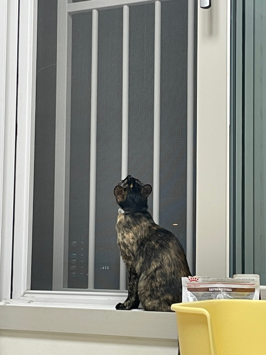 미쯔(고롱이) 와의 1 month