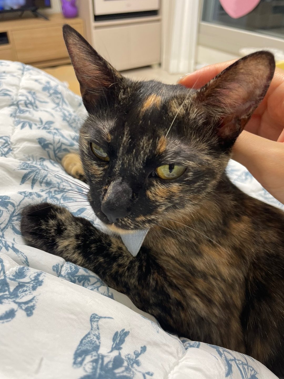 미쯔(고롱이) 와의 1 month