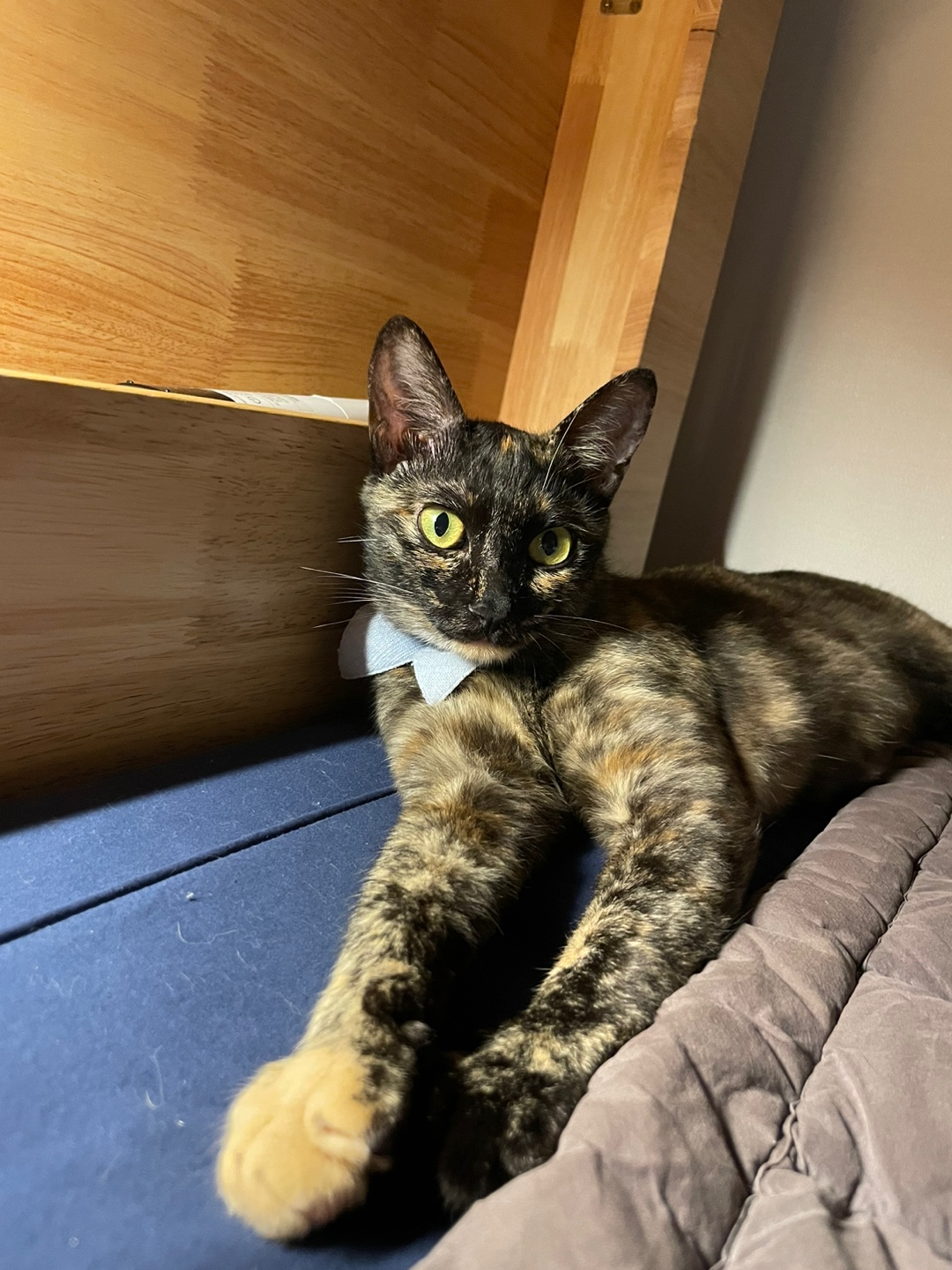 미쯔(고롱이) 와의 1 month