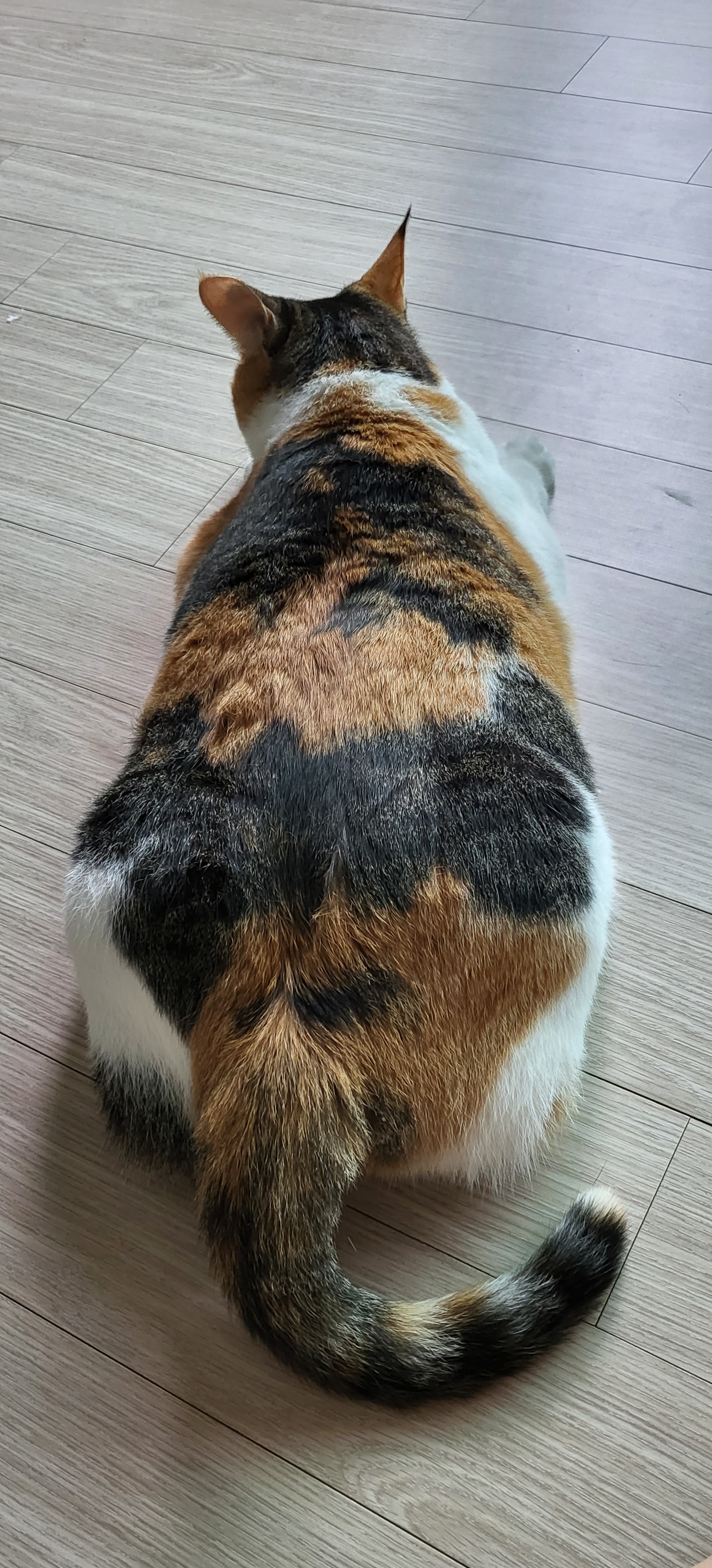 귀욤이 뽀얌이 3년