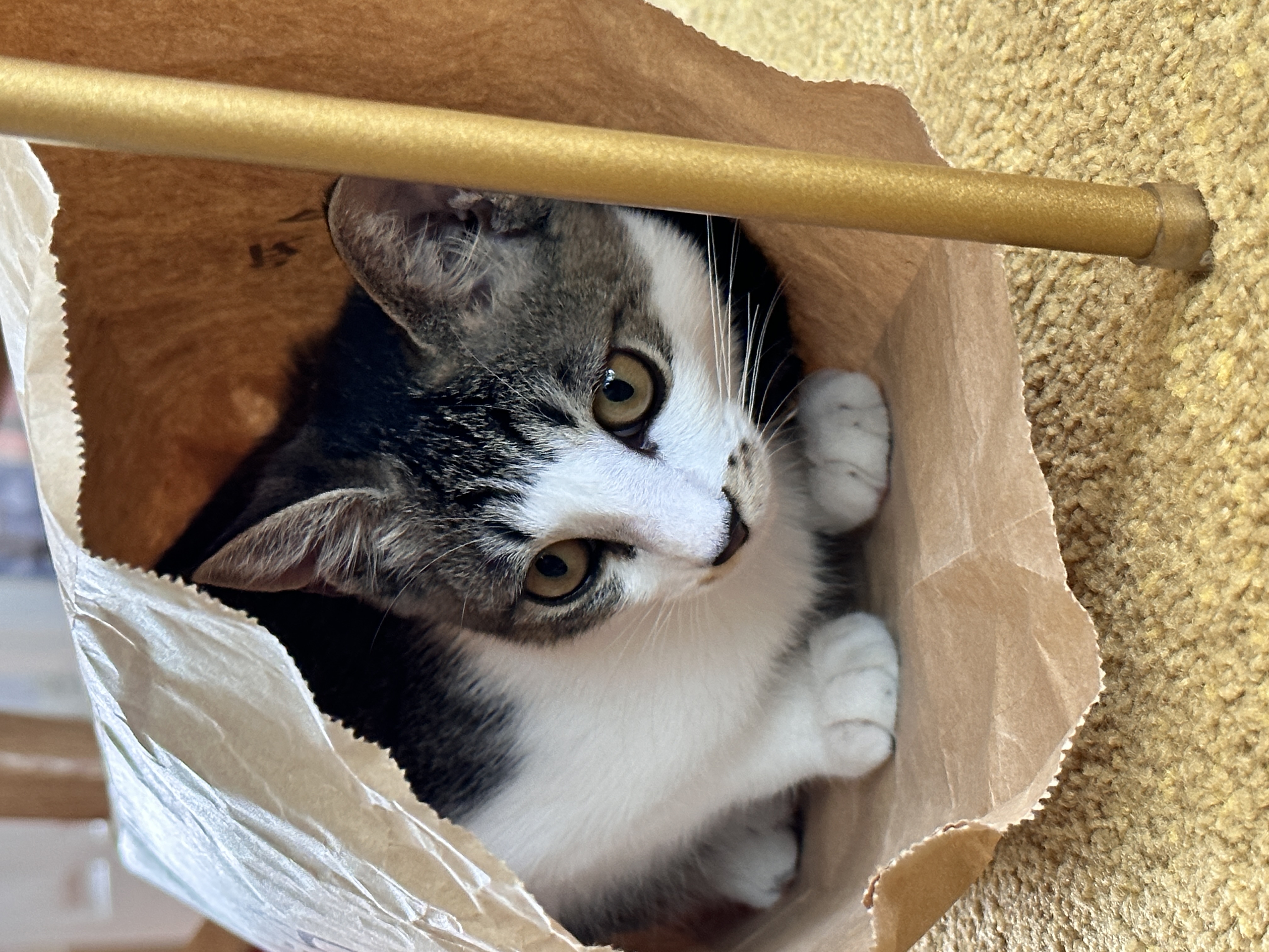 꼬무(동자연_유노)와 함께 한 30일