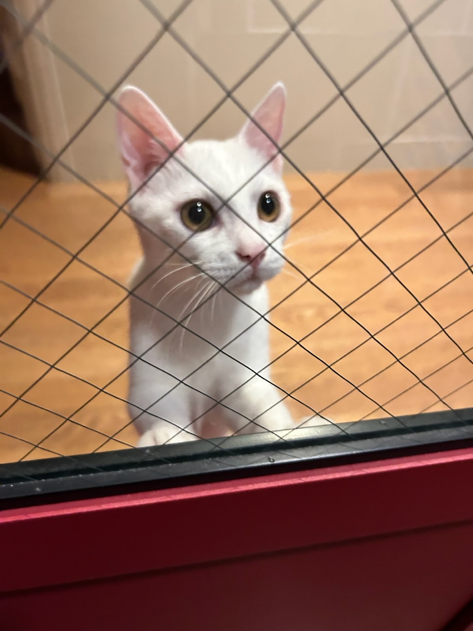 다윈이와의 한 달