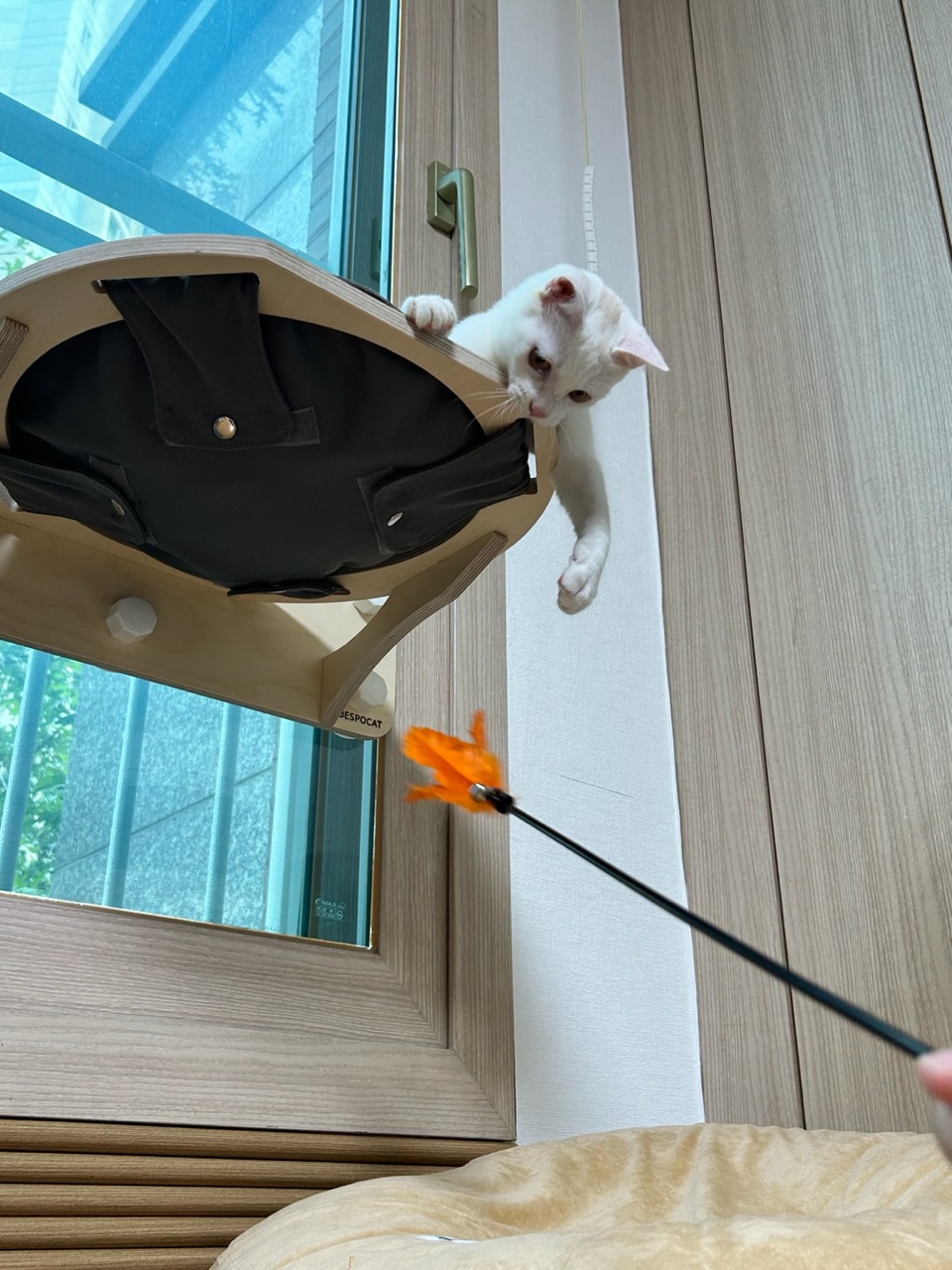 다윈이와의 한 달