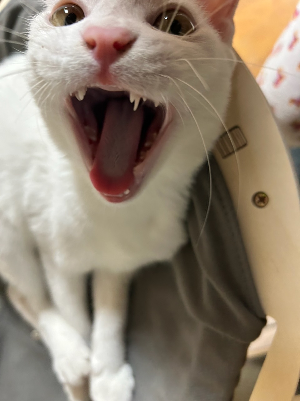 다윈이와의 한 달