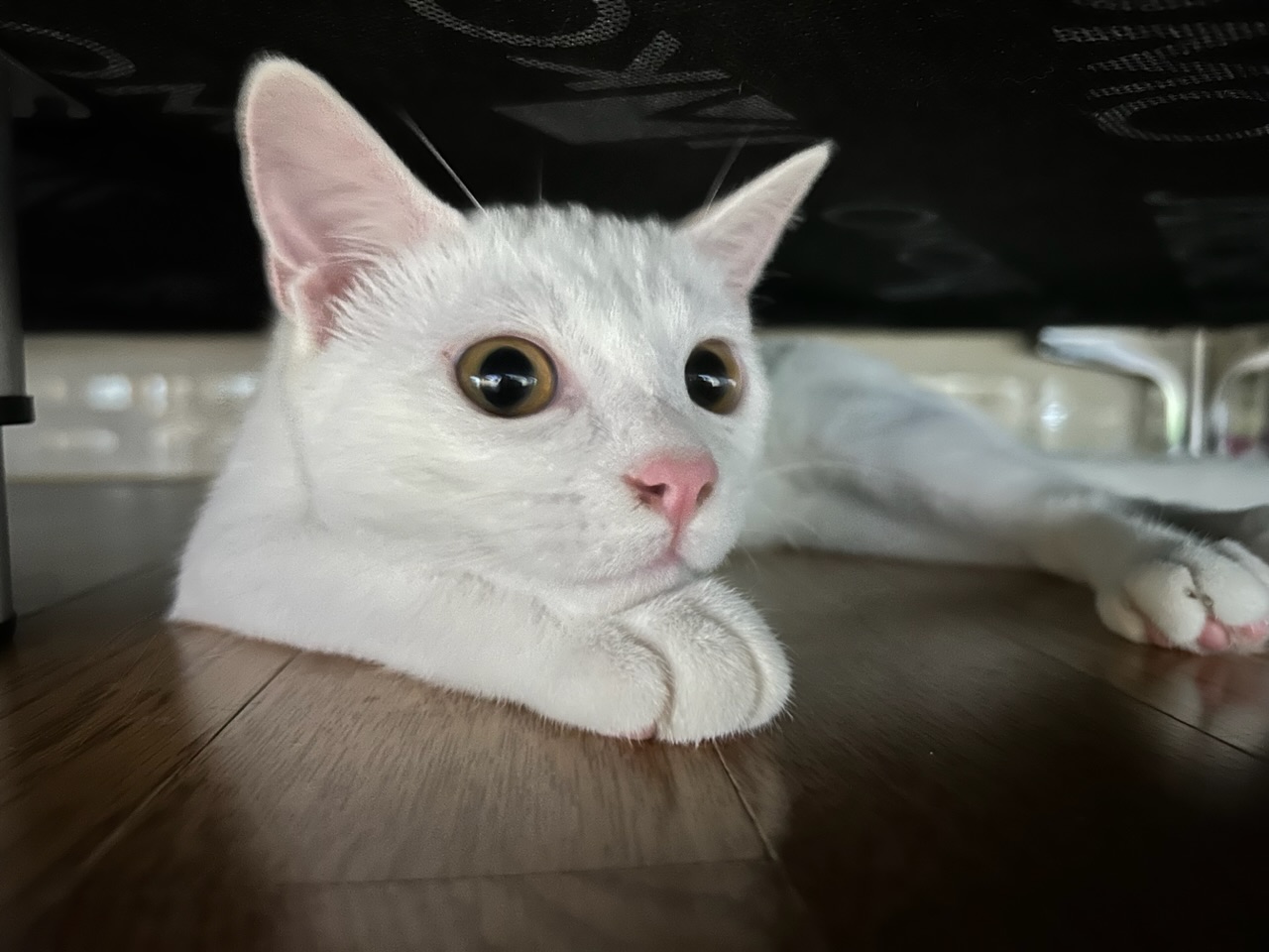 다윈이와의 한 달