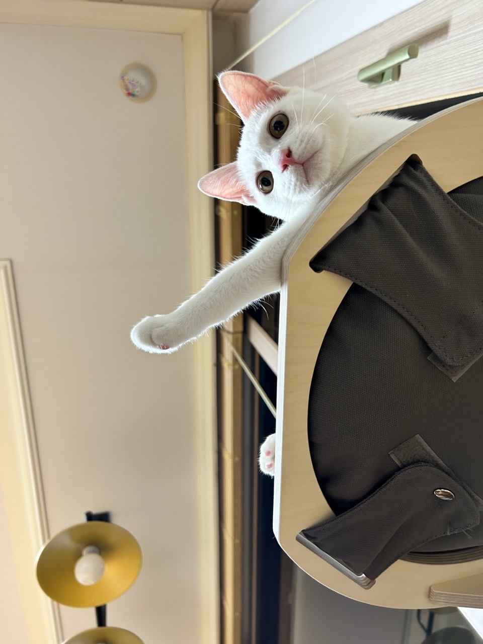 다윈이와의 한 달