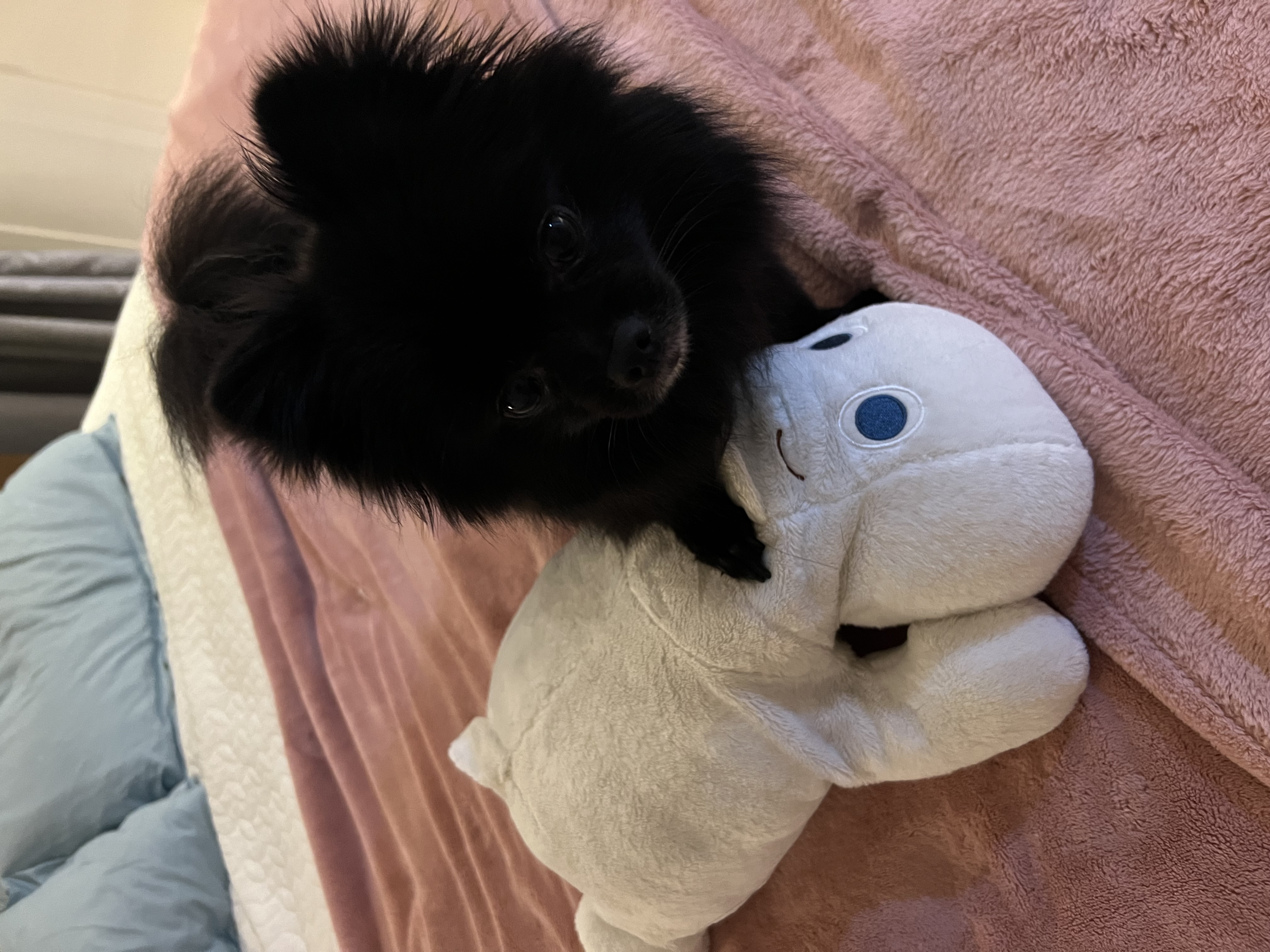 2018.9.7 보은번식장에서 구조된 우리집귀요미 (포5) 미쯔