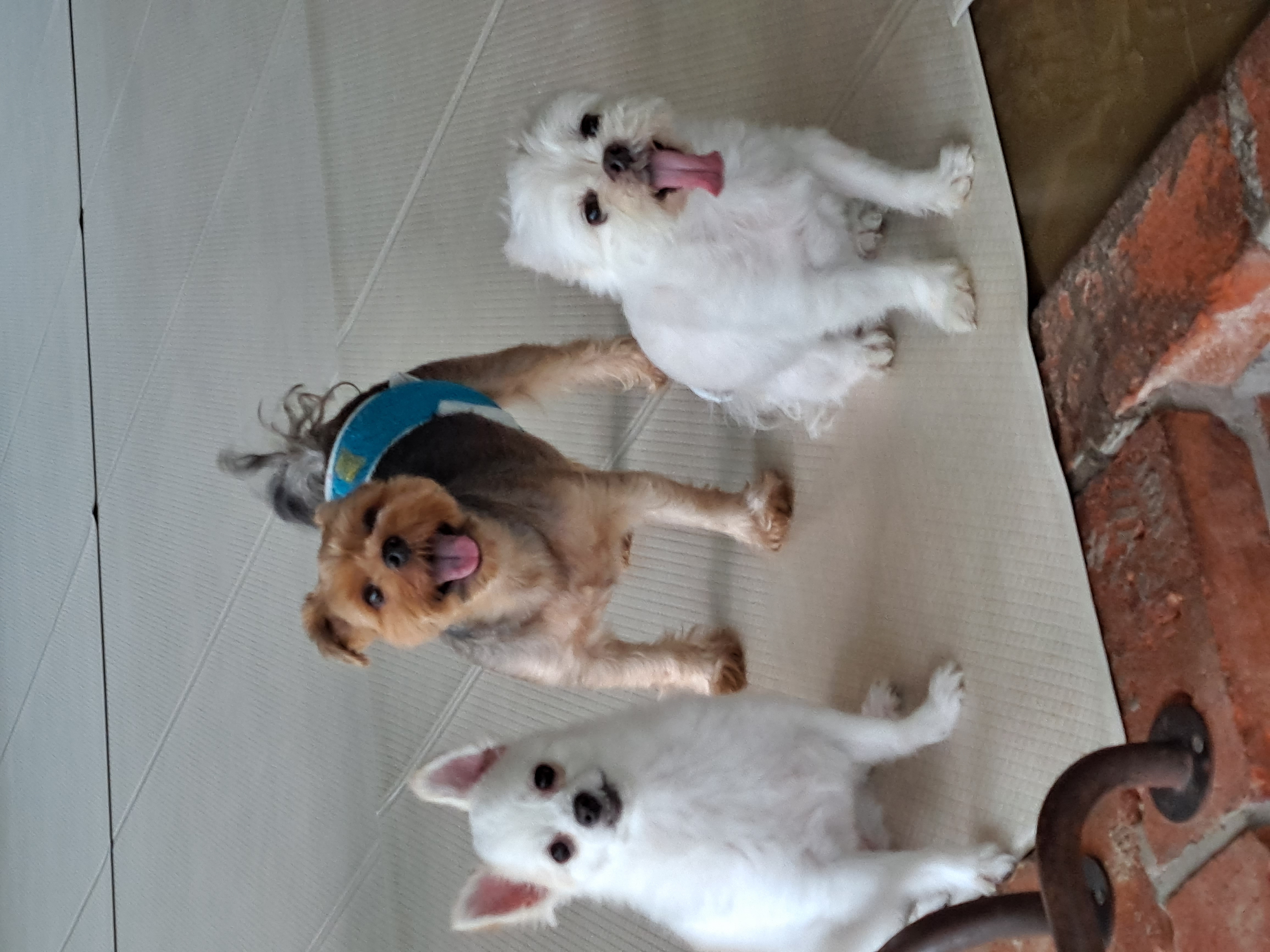 올리(아산 구조견), 유치원 갔어요