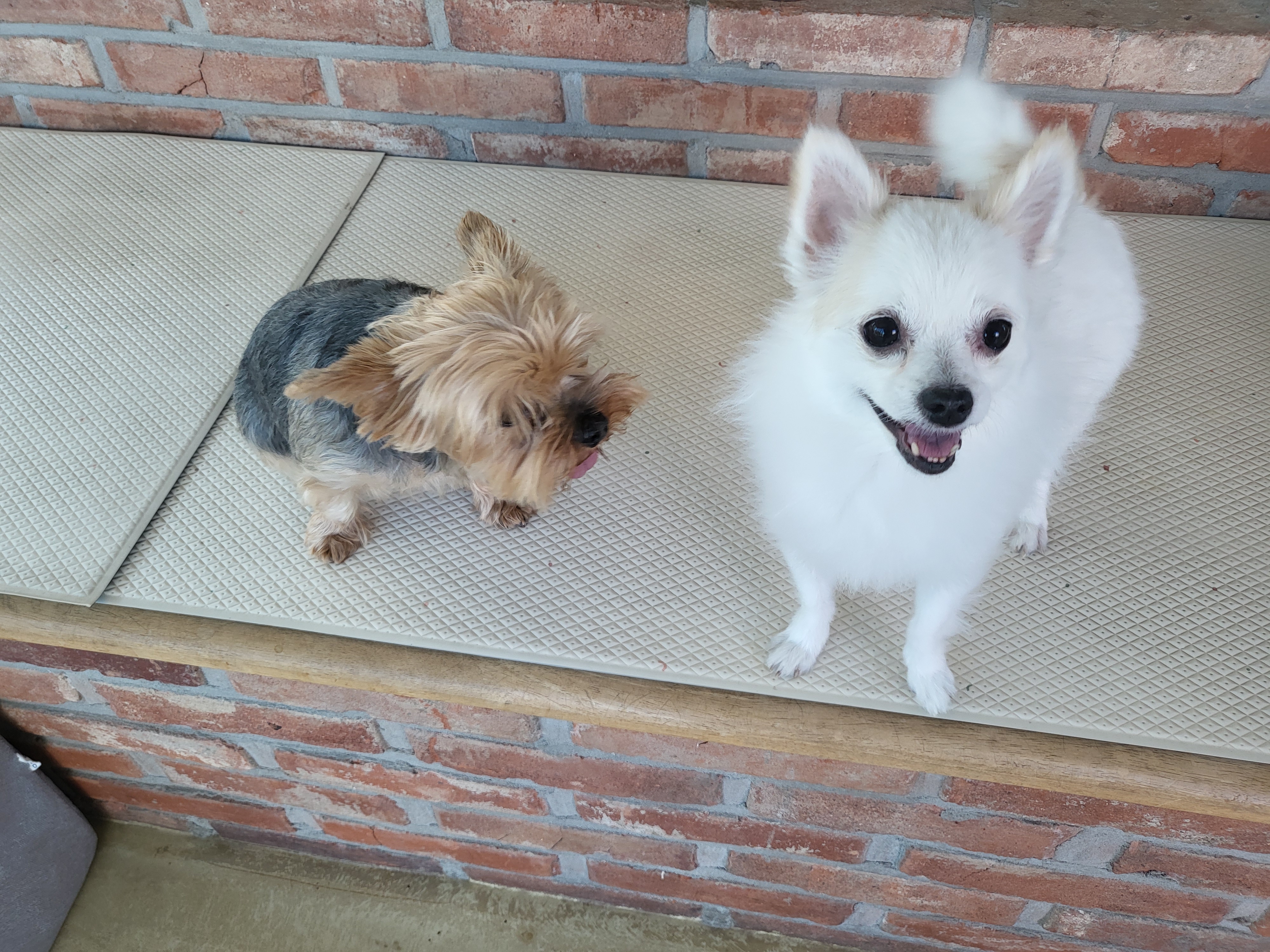 올리(아산 구조견), 유치원 갔어요