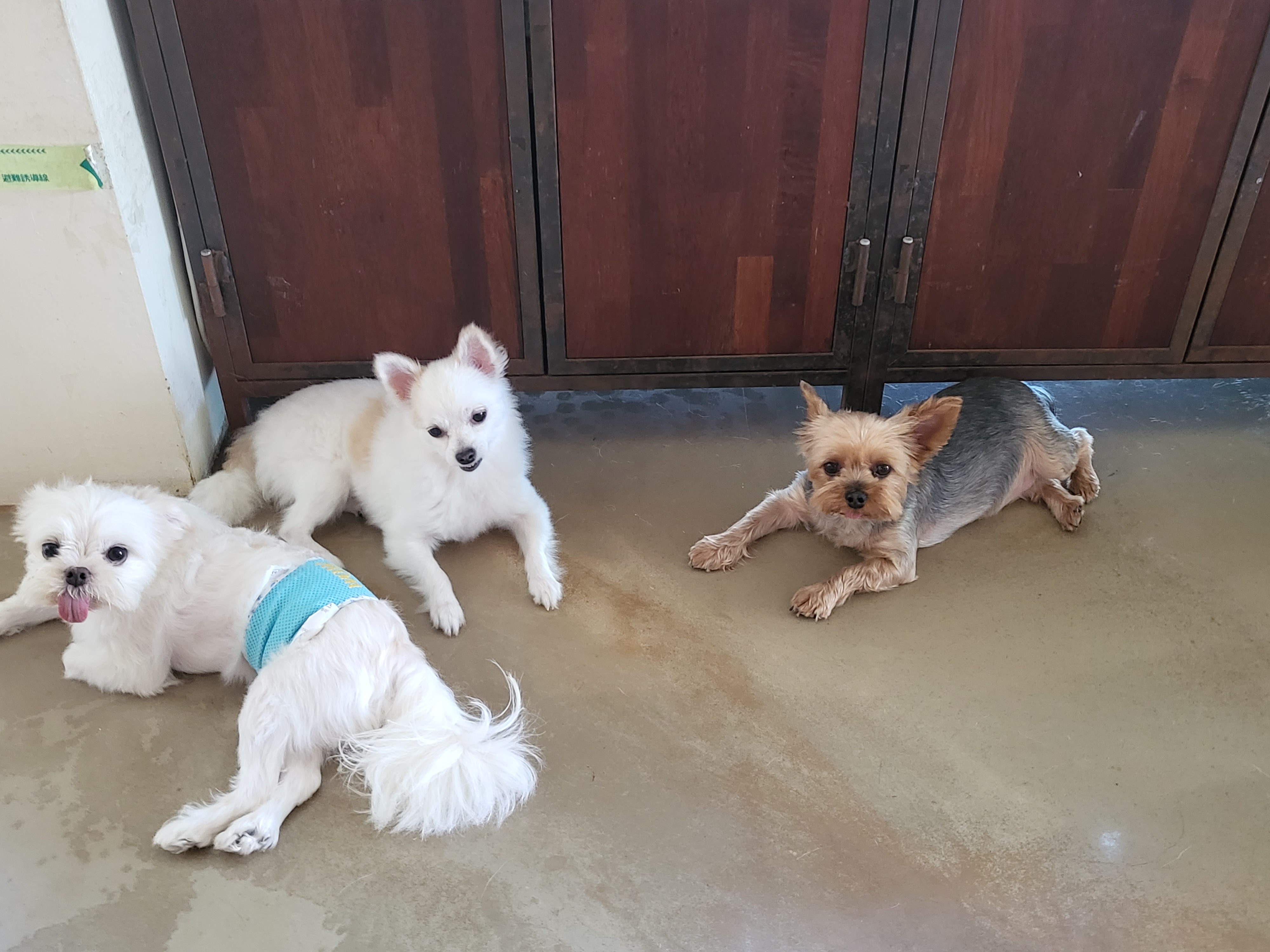 올리(아산 구조견), 유치원 갔어요