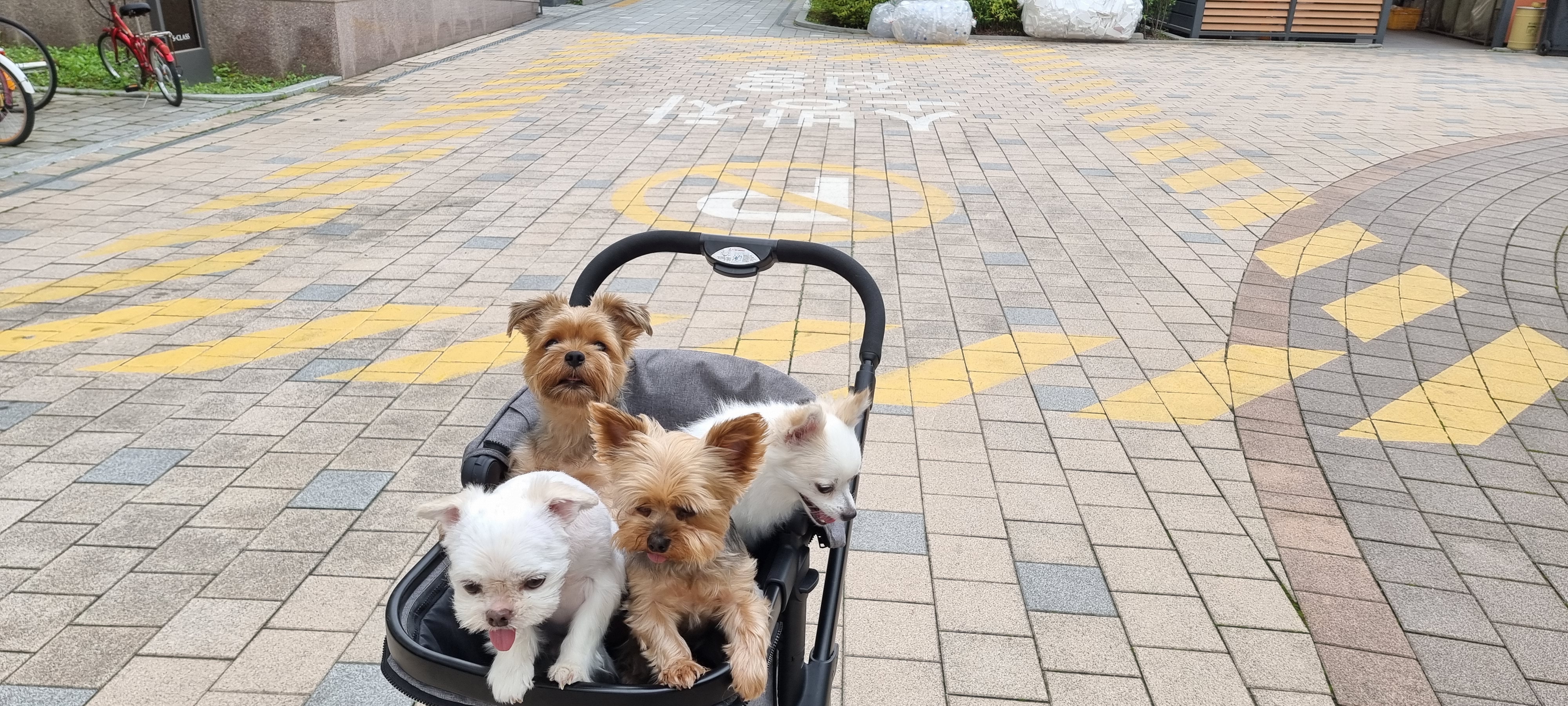 올리(아산 구조견), 유치원 갔어요