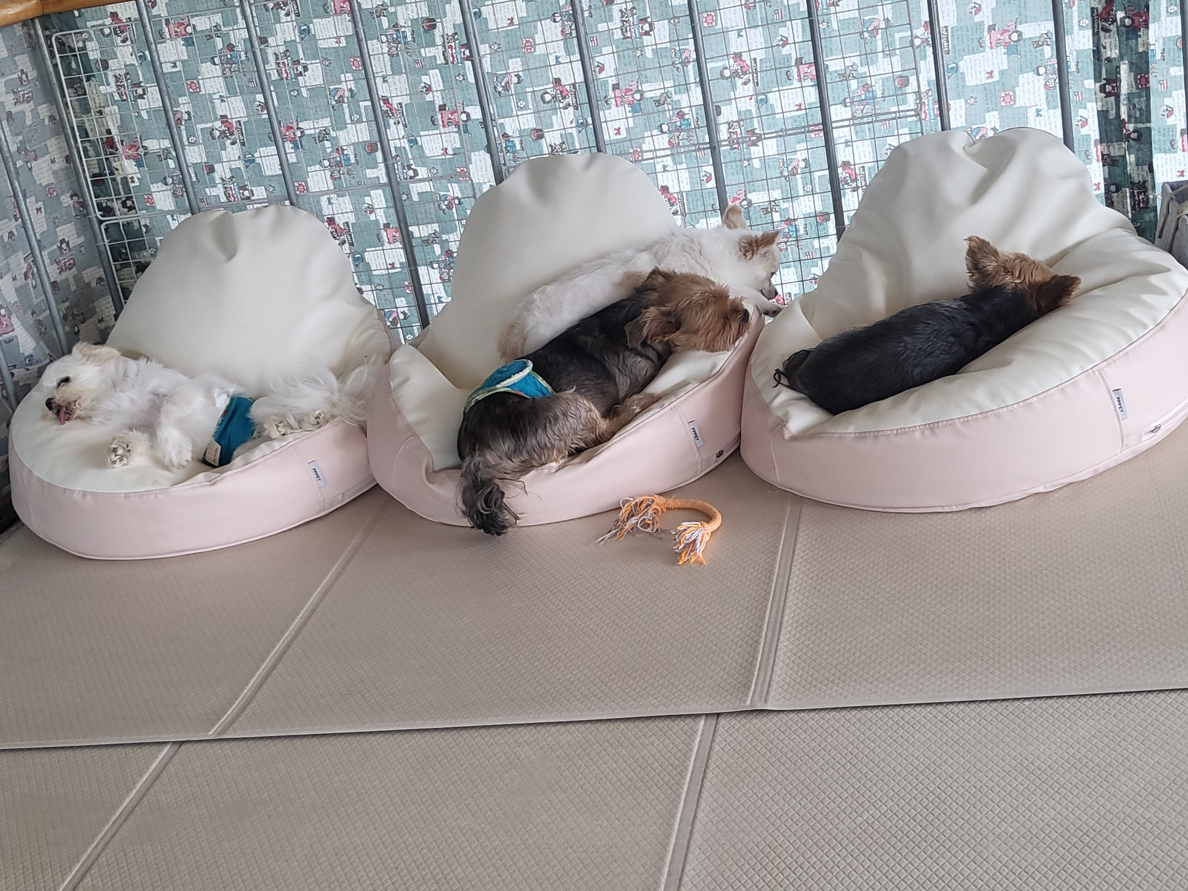 올리(아산 구조견), 유치원 갔어요