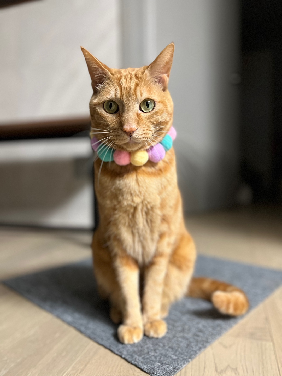 안녕하세요~ 용식이에요. (일년후)