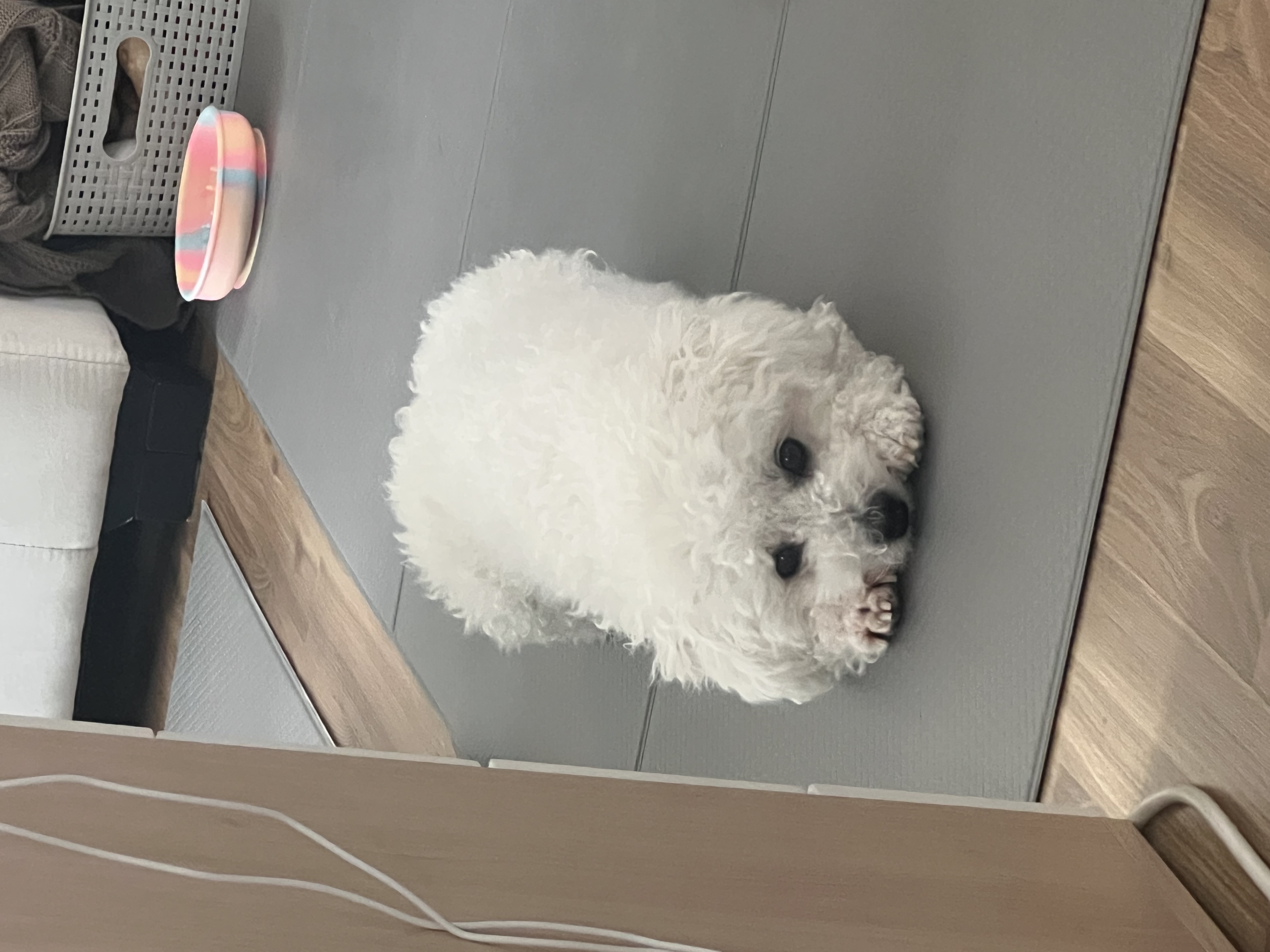 [동키/보령-99] 하남이 생일이 돌아왔어요!