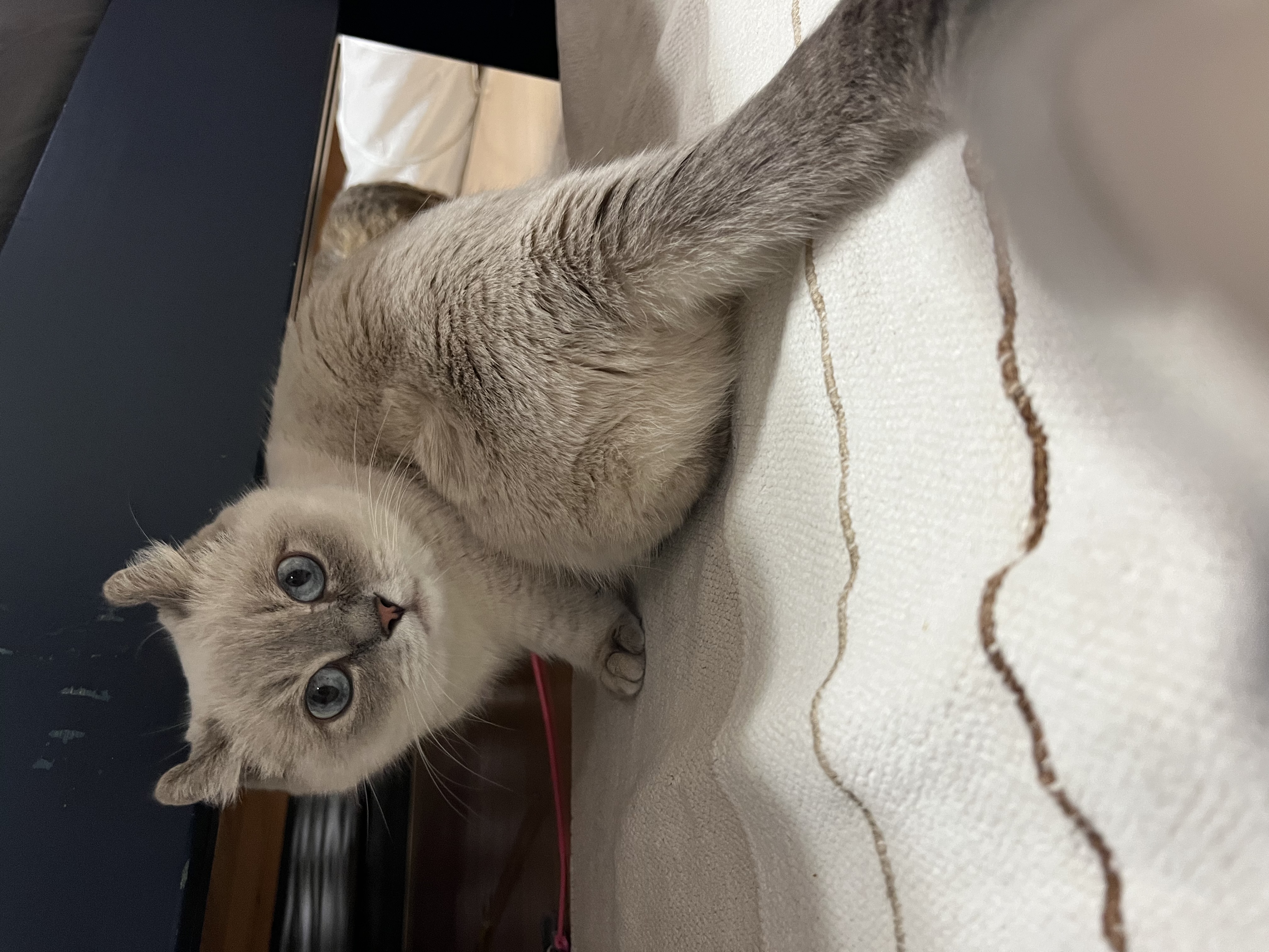 버찌(하츄)와 함게한 3개월입니다