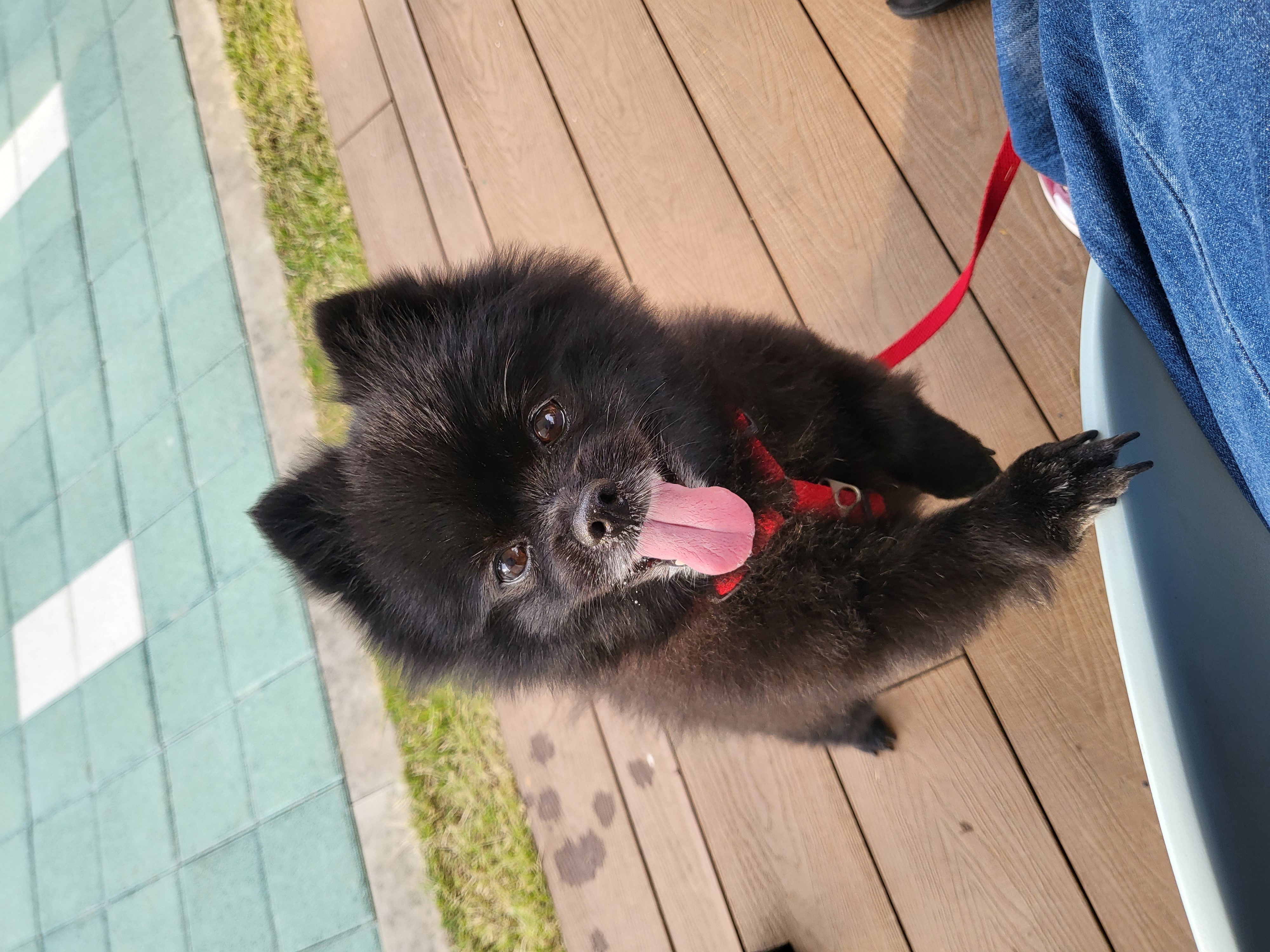 포포(구 포4)와 가족이 된지 5주년이 되었습니다