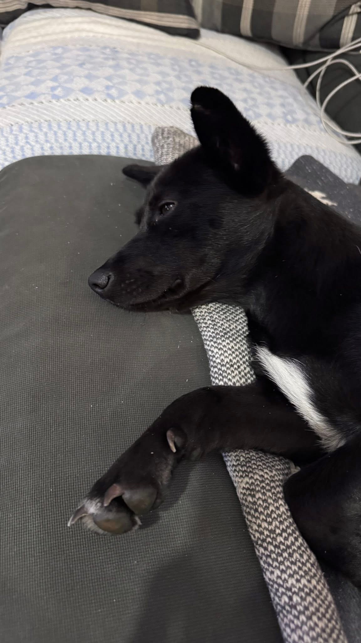 [해외입양] 캐나다 토론토에서 전해온 '대콩이' 소식💌