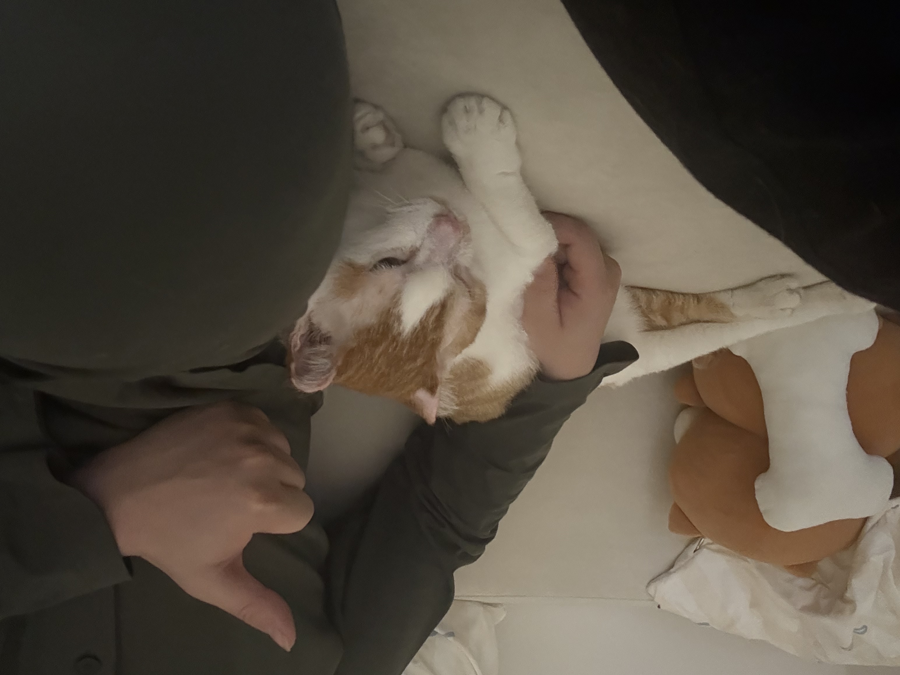 온샘이 입양 후기!