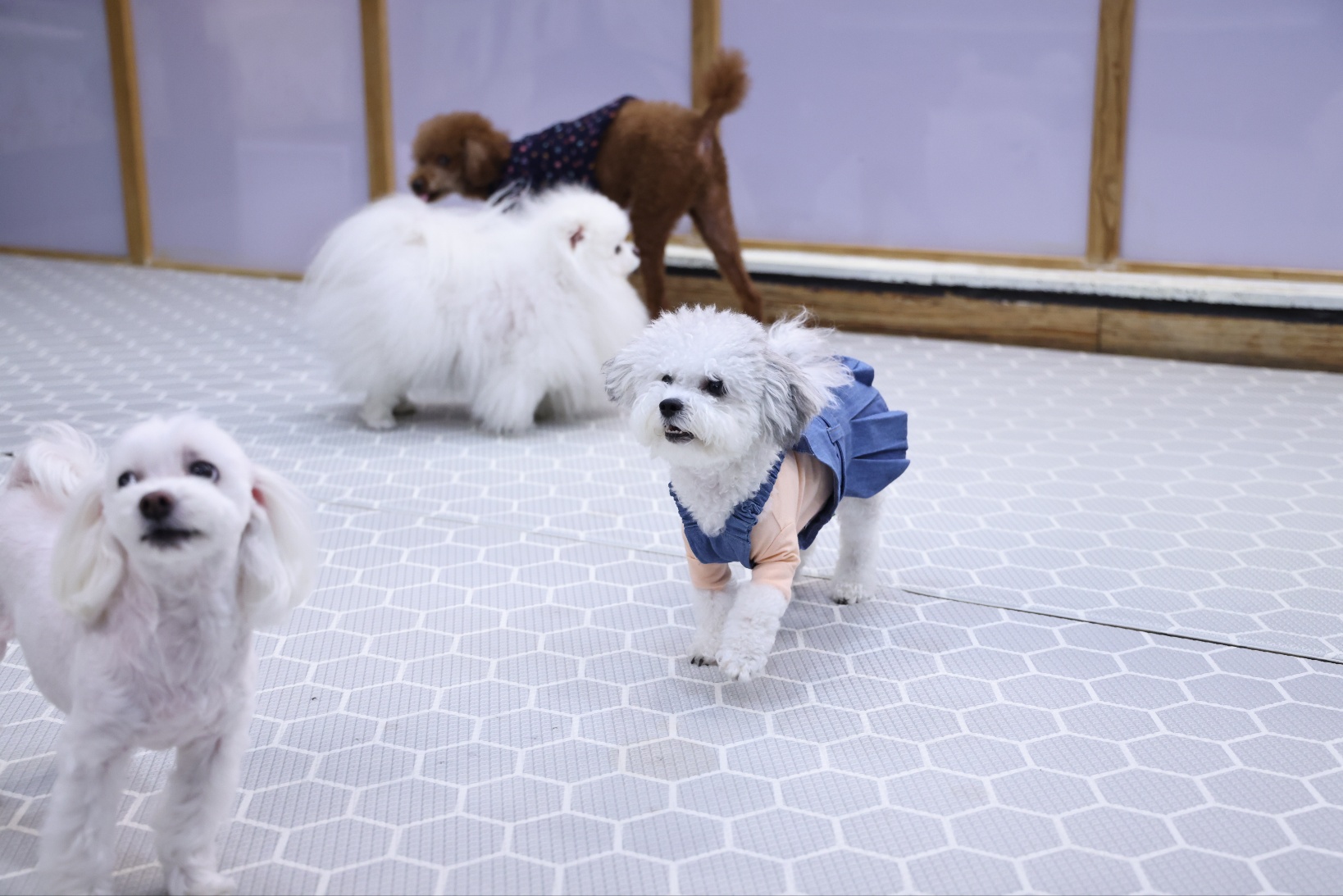 [임보] 🧡달록이🧡의  5개월(원주구조견)