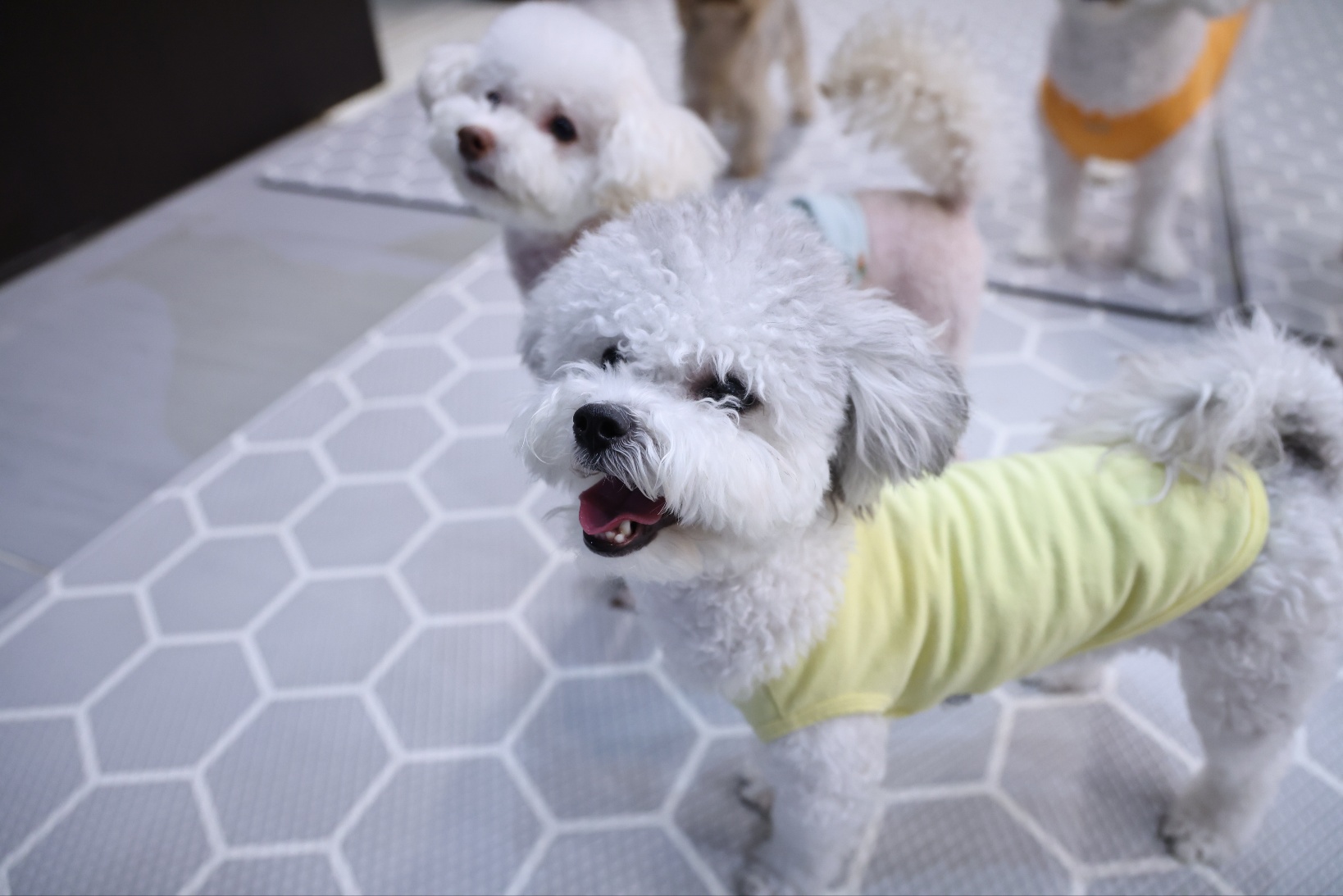 [임보] 🧡달록이🧡의  5개월(원주구조견)