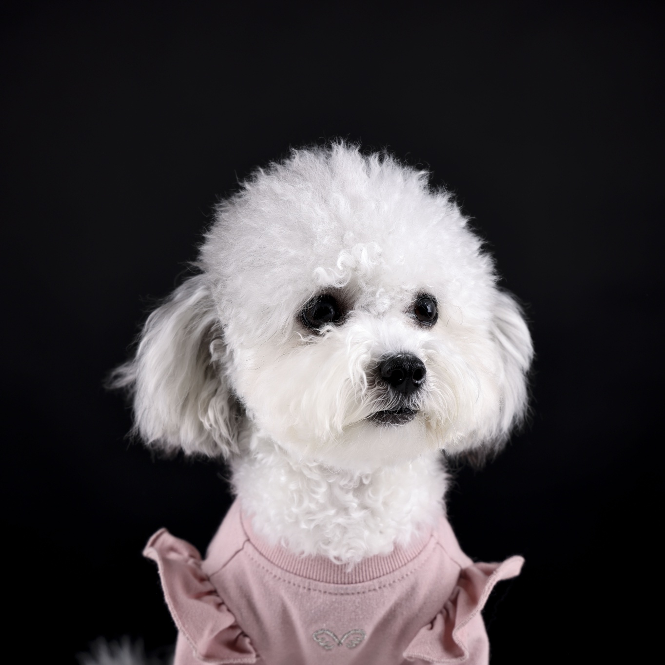 [임보] 🧡달록이🧡의  5개월(원주구조견)