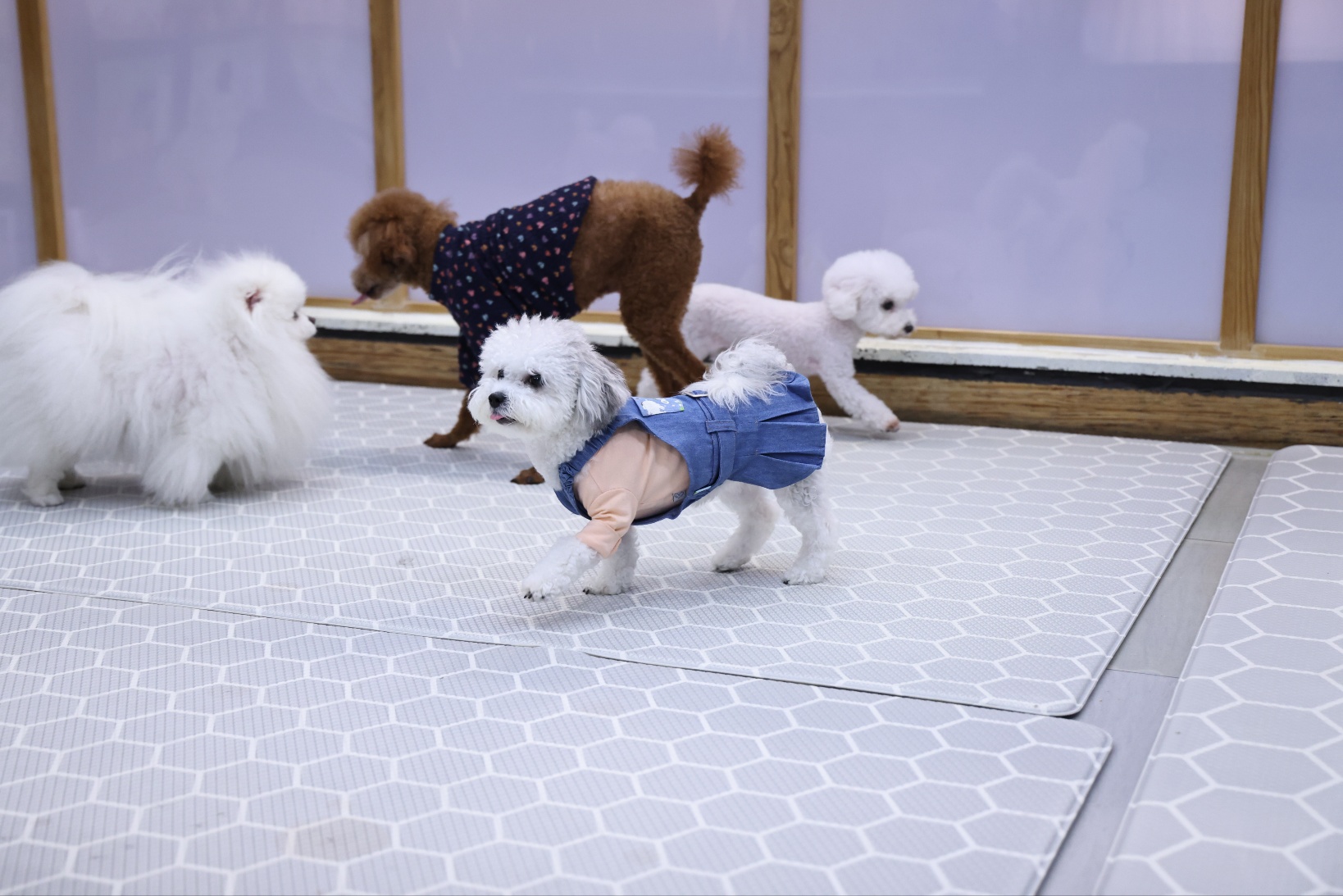 [임보] 🧡달록이🧡의  5개월(원주구조견)