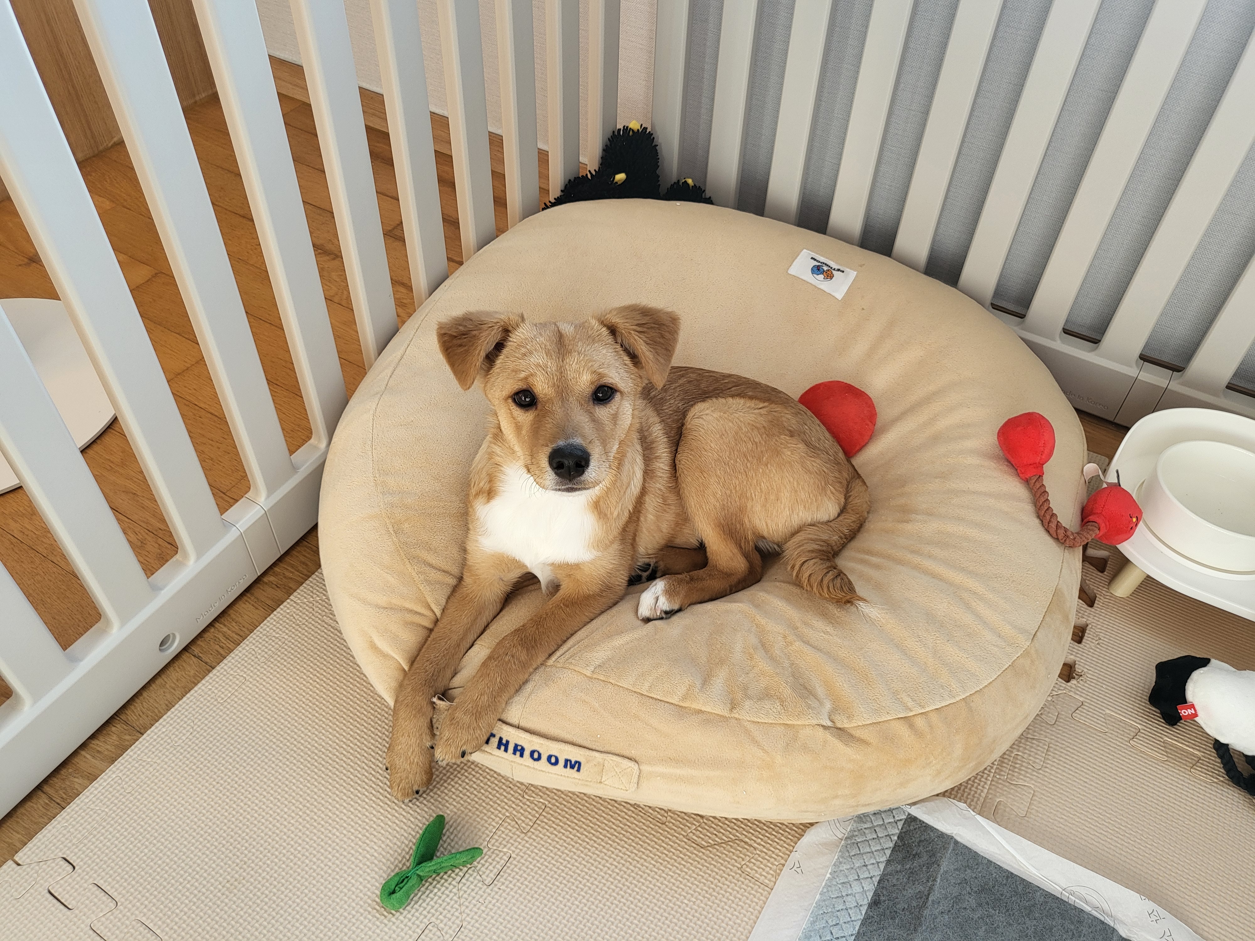 찌그(구 깜빛이) 일주일 후기입니다:D