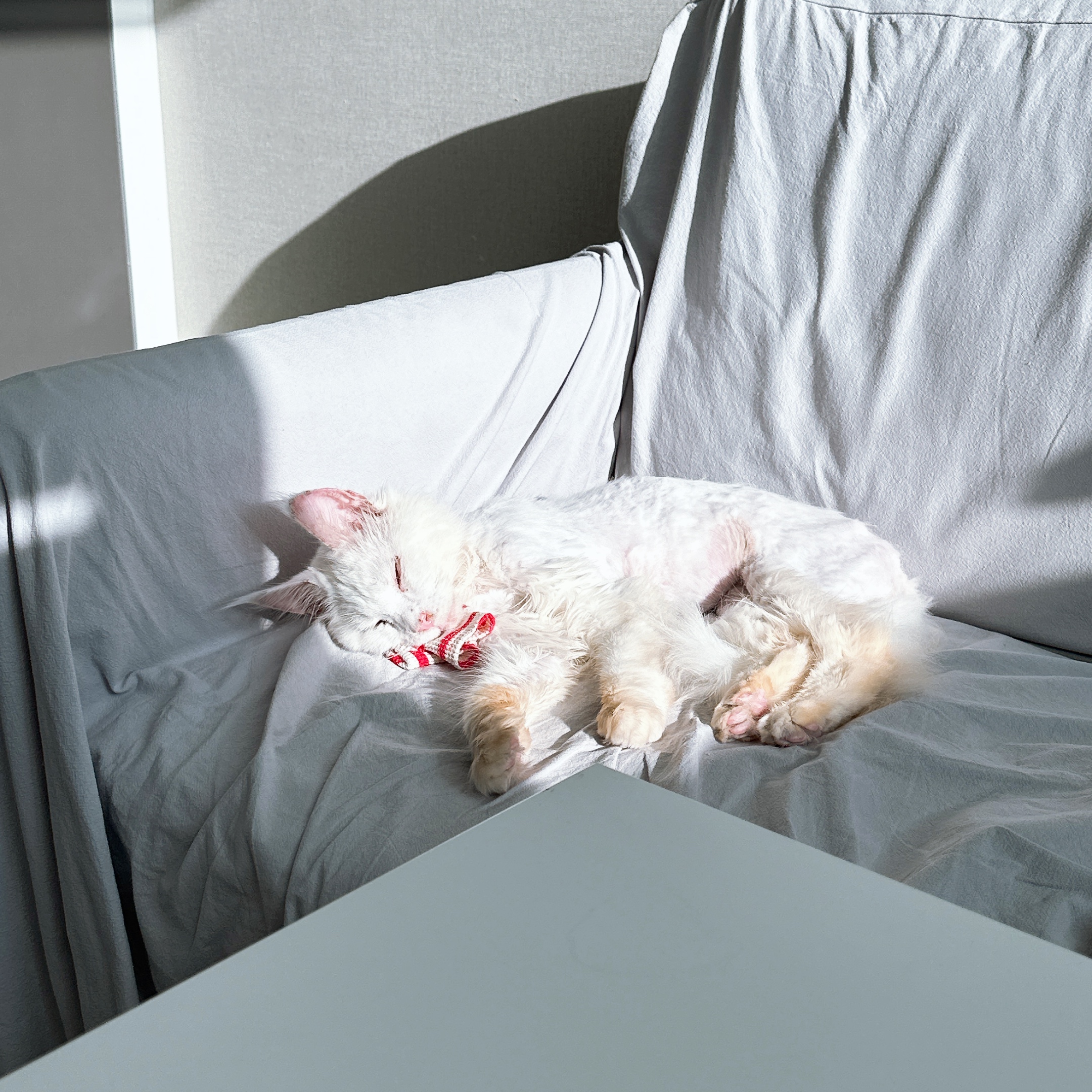 쟈냐(동자연이순이) 입양 한달 후기🤚