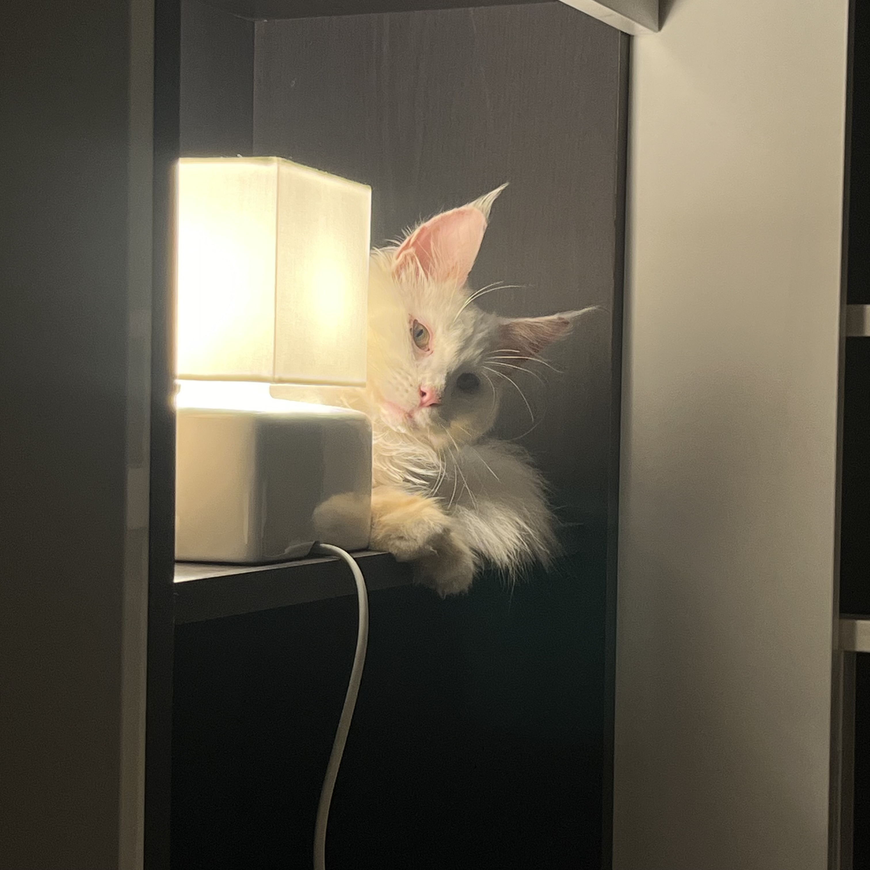 쟈냐(동자연이순이) 입양 한달 후기🤚