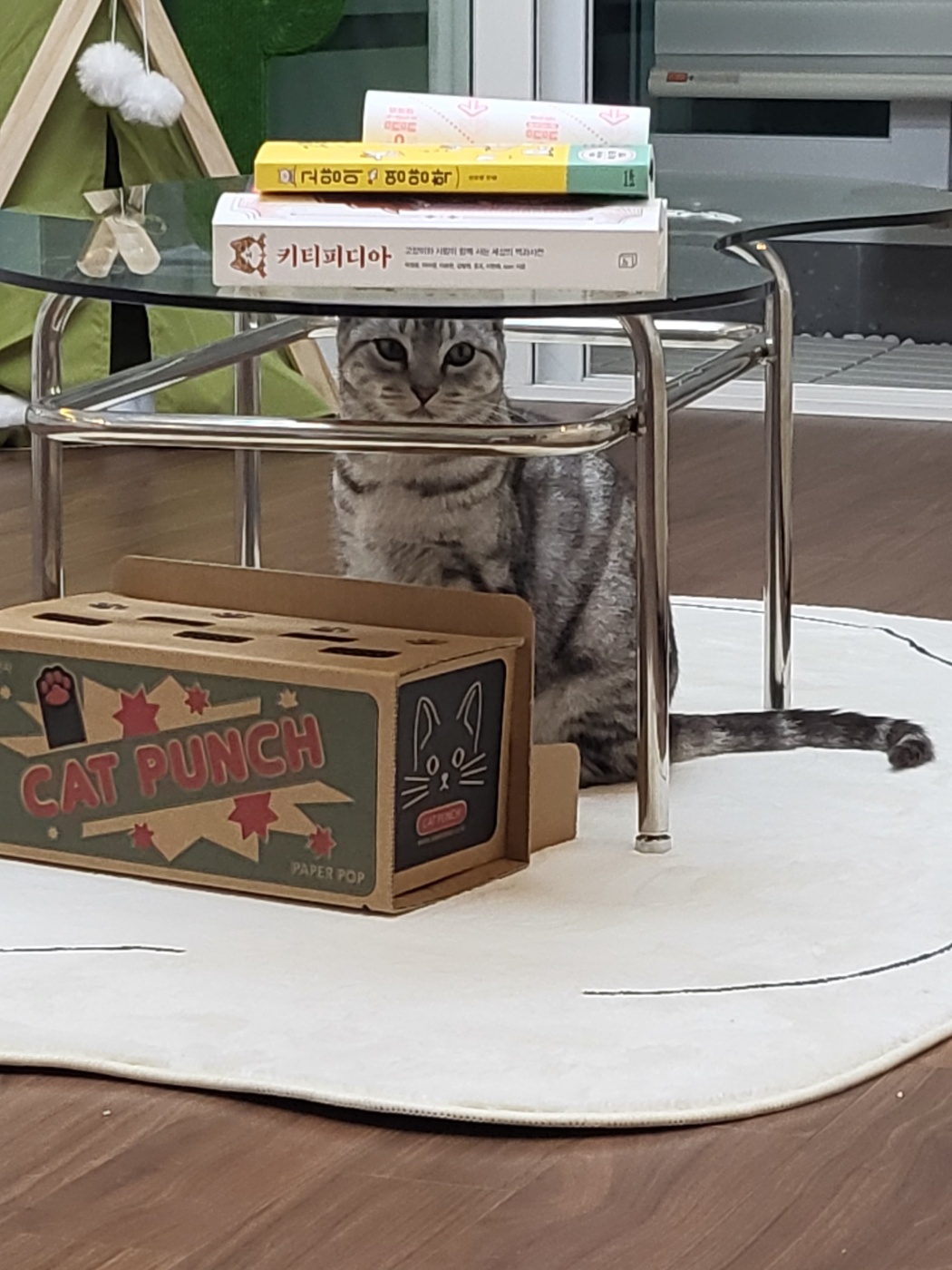 소호(아메) 한 달 이야기