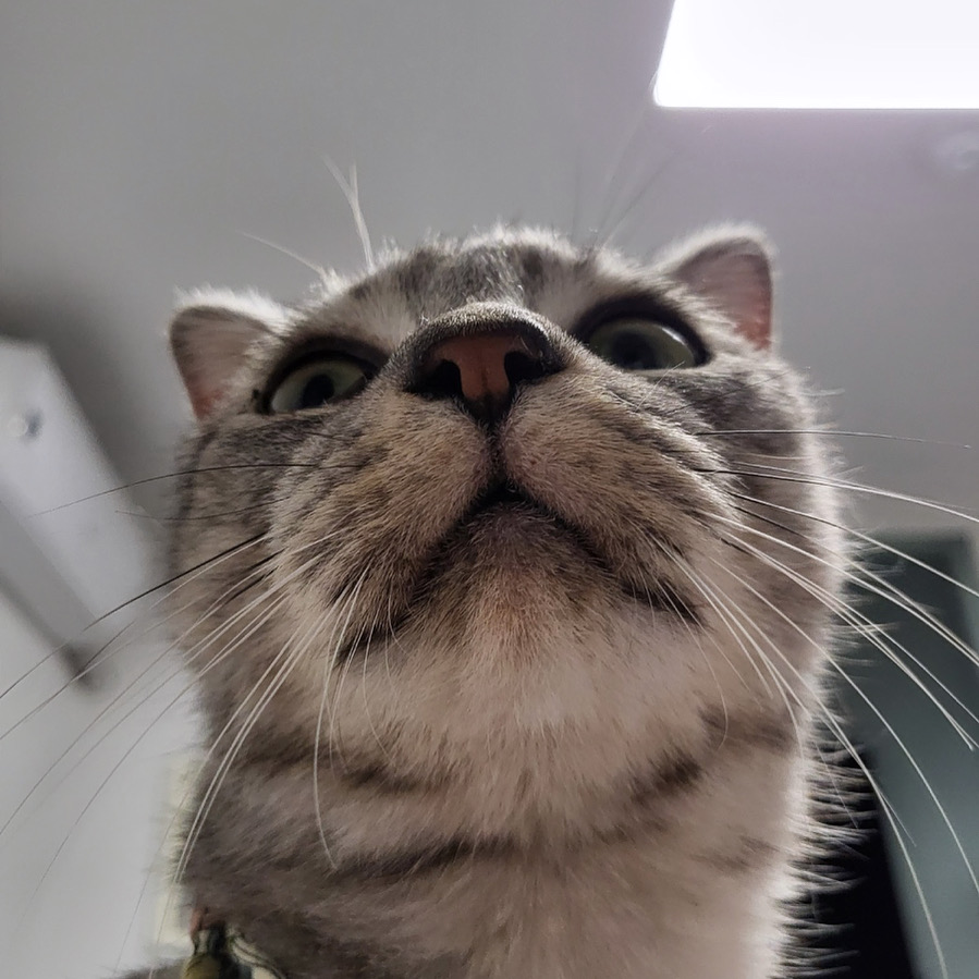 소호(아메) 한 달 이야기