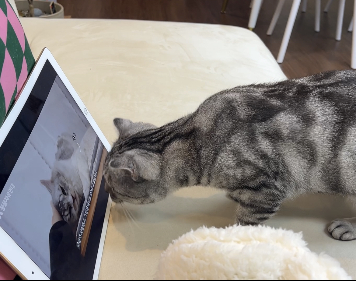 소호(아메) 한 달 이야기