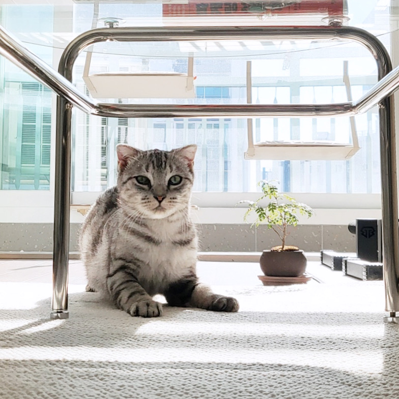 소호(아메) 한 달 이야기