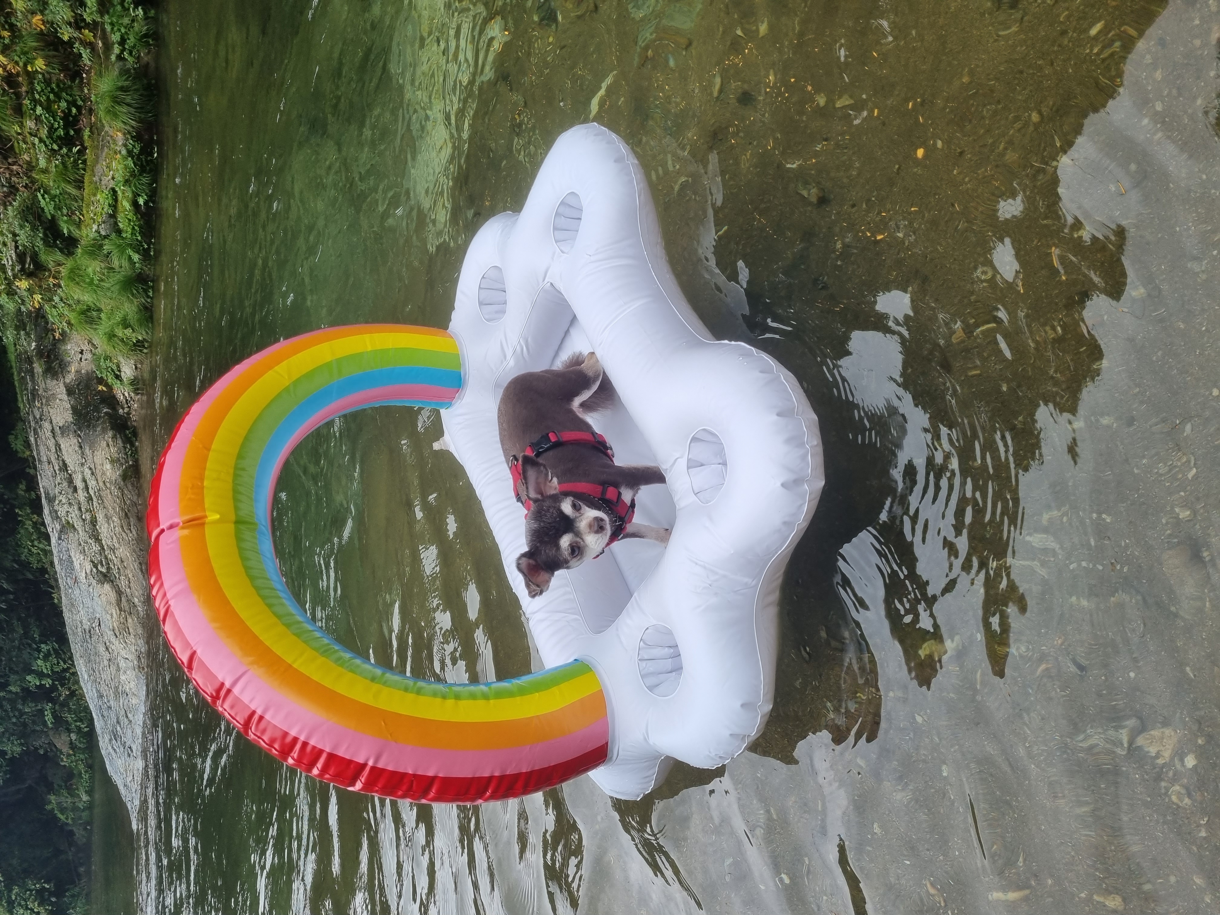 평택 장모치와와 도담이~