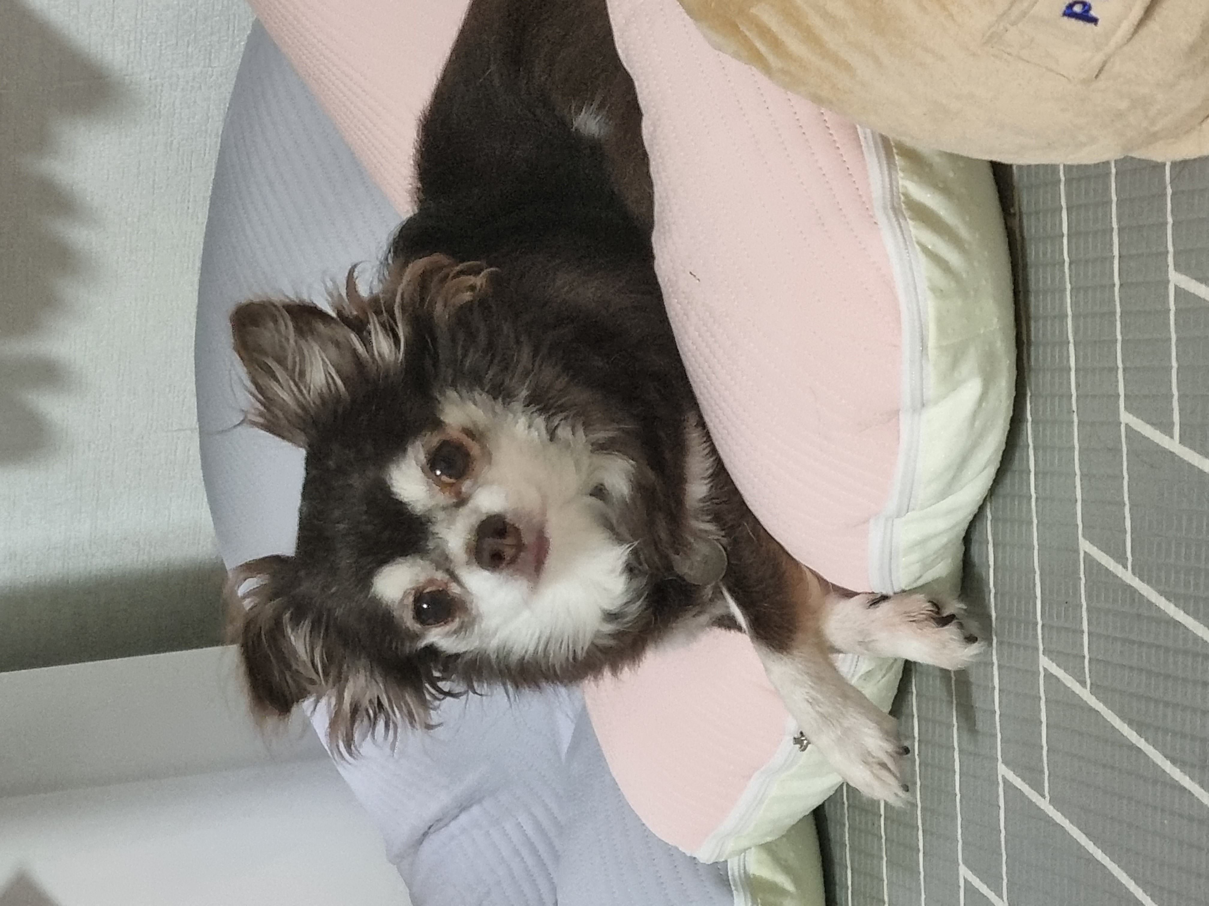 평택 장모치와와 도담이~