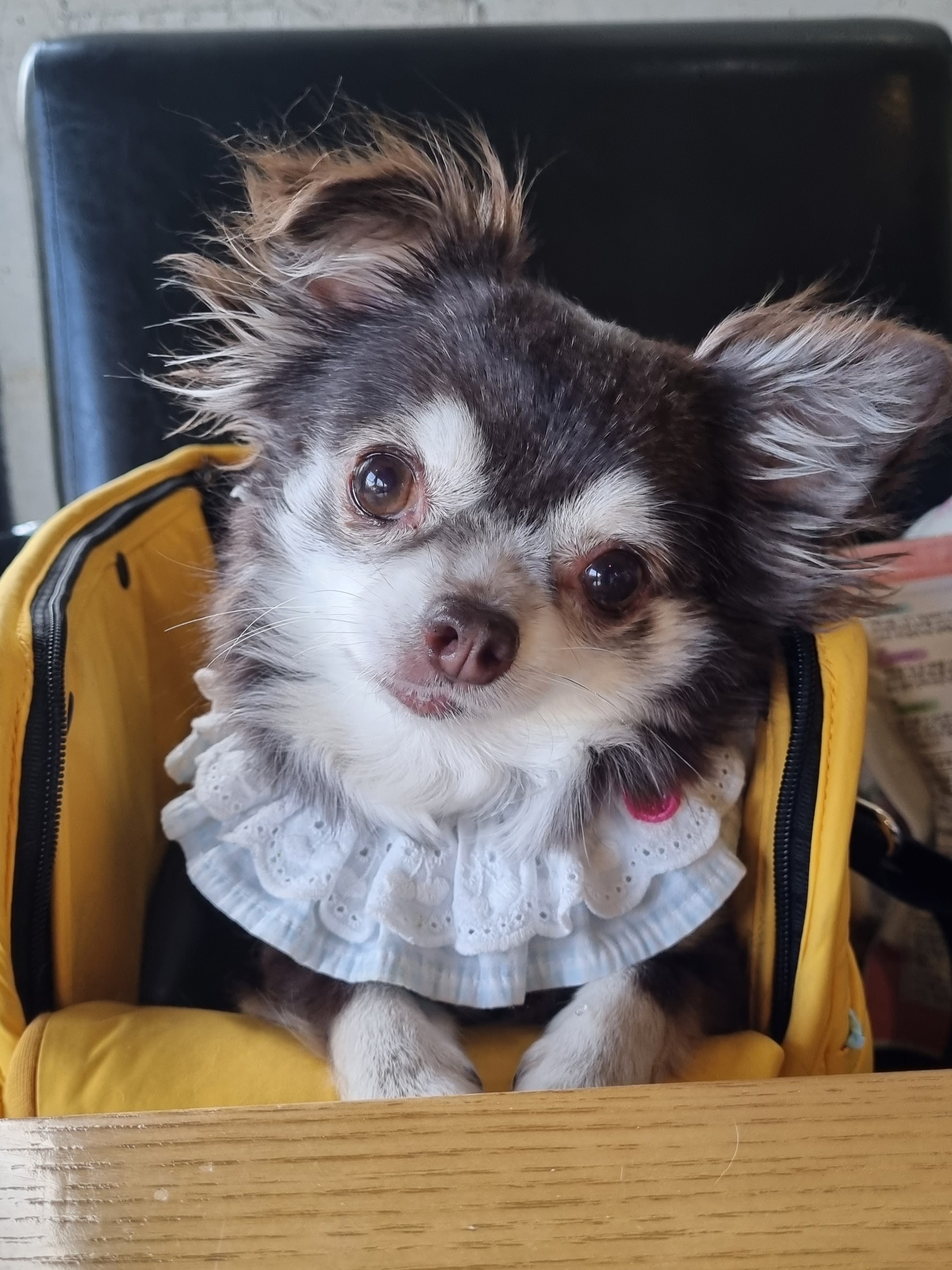 평택 장모치와와 도담이~