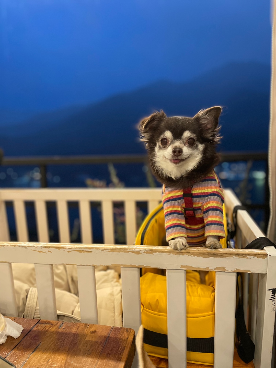 평택 장모치와와 도담이~