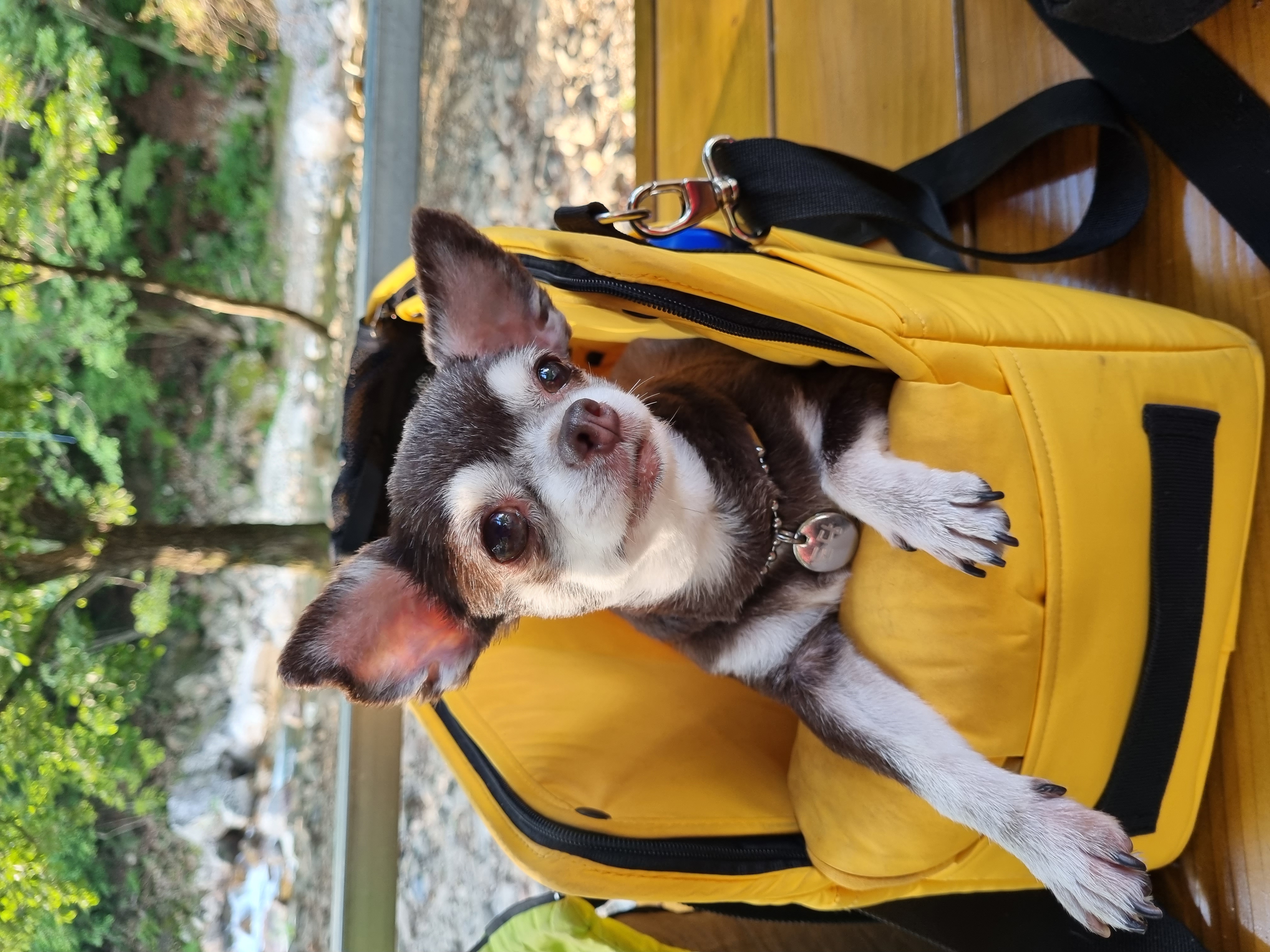 평택 장모치와와 도담이~