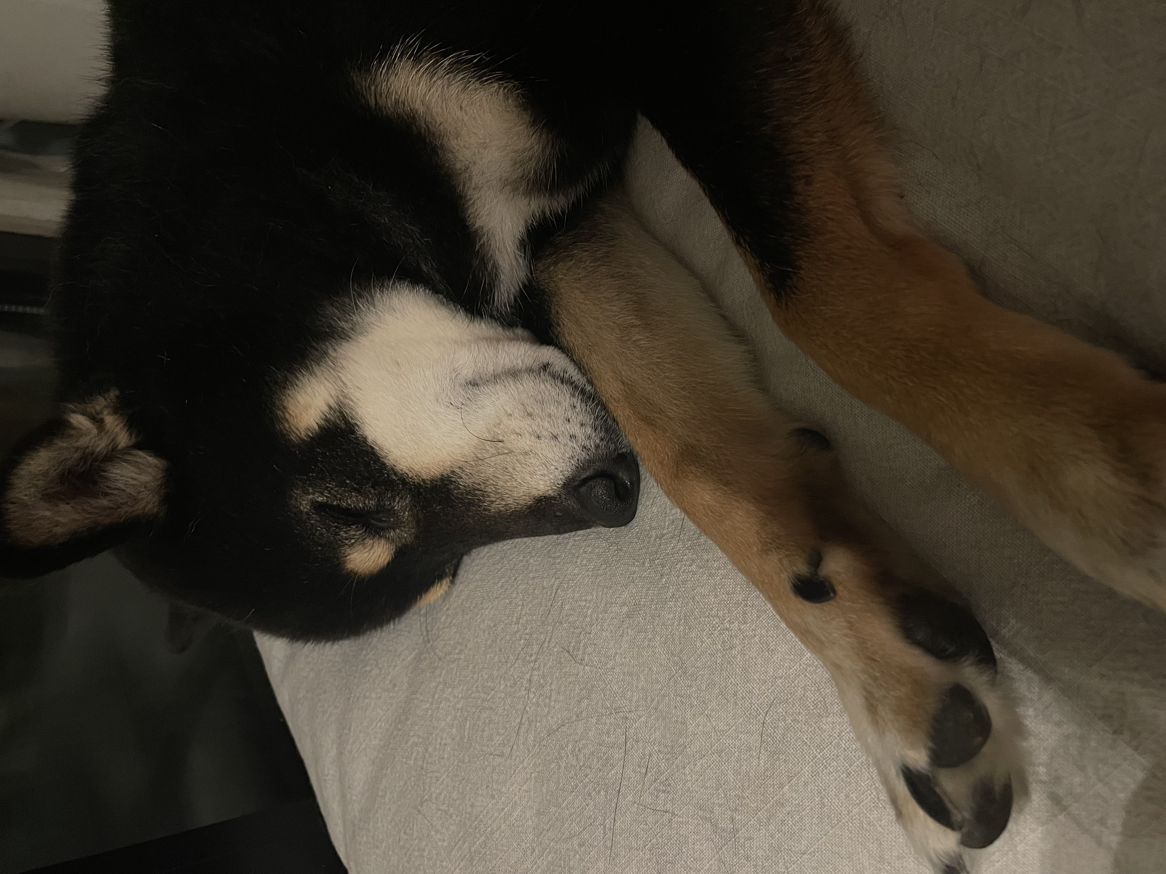 한구(마징가) 함께한지 3년