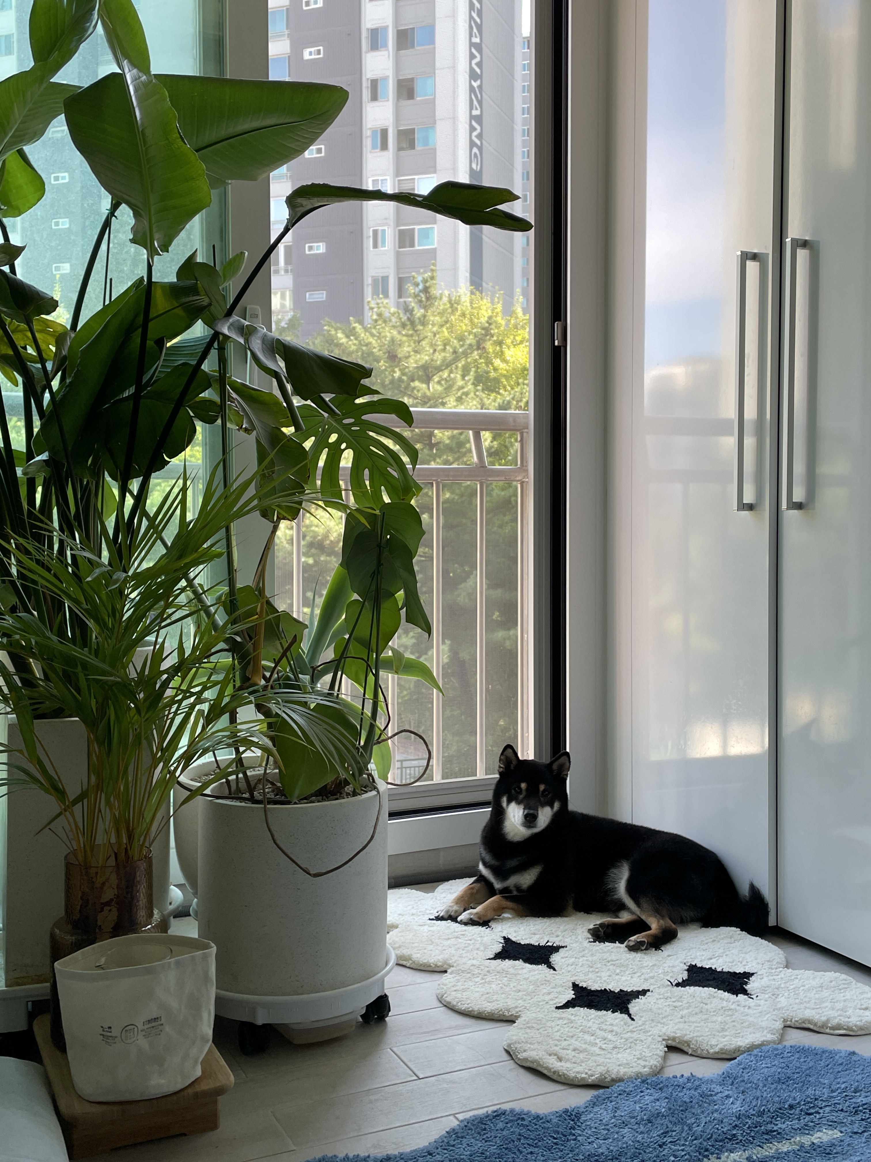 한구(마징가) 함께한지 3년