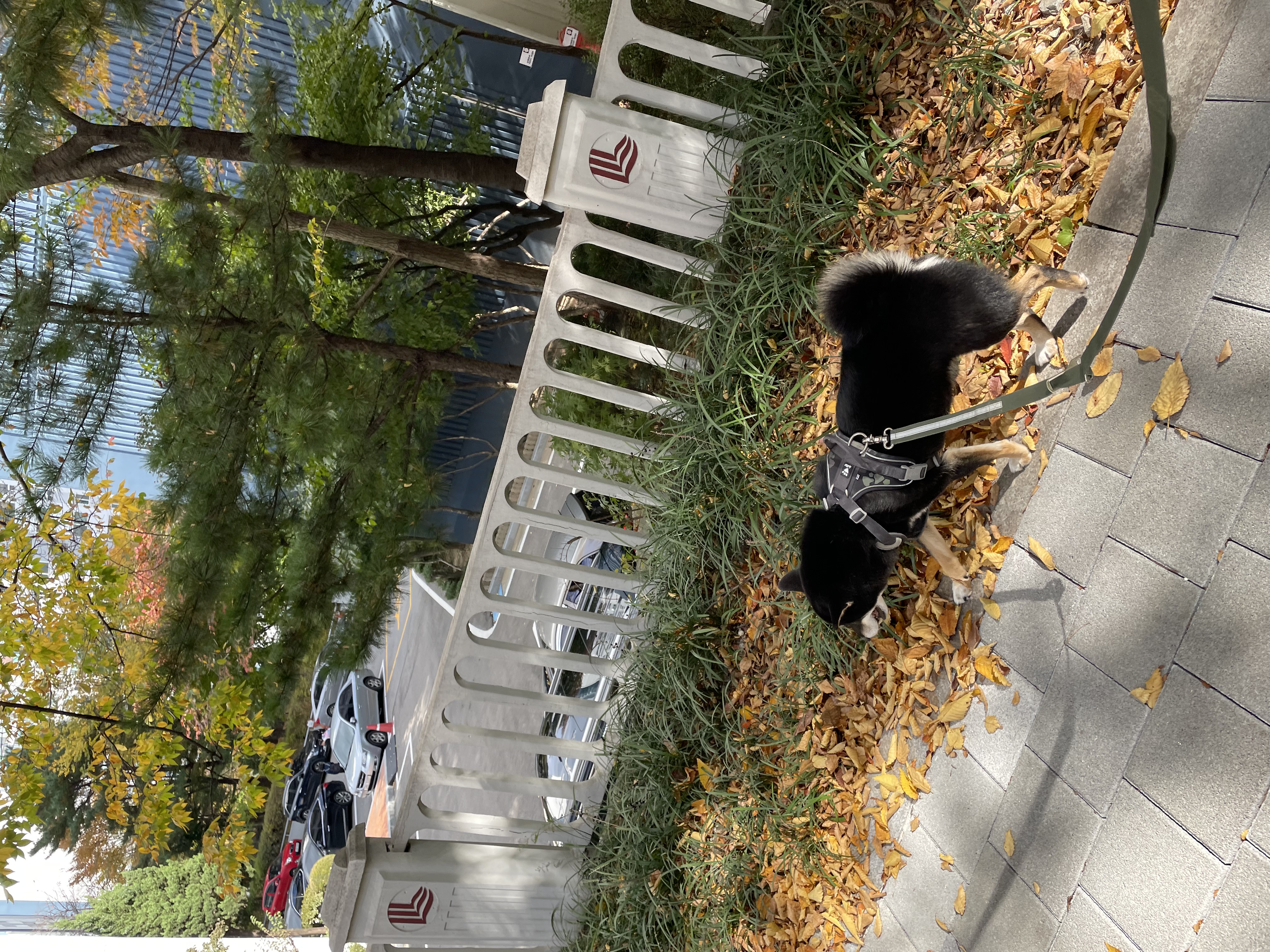 한구(마징가) 함께한지 3년