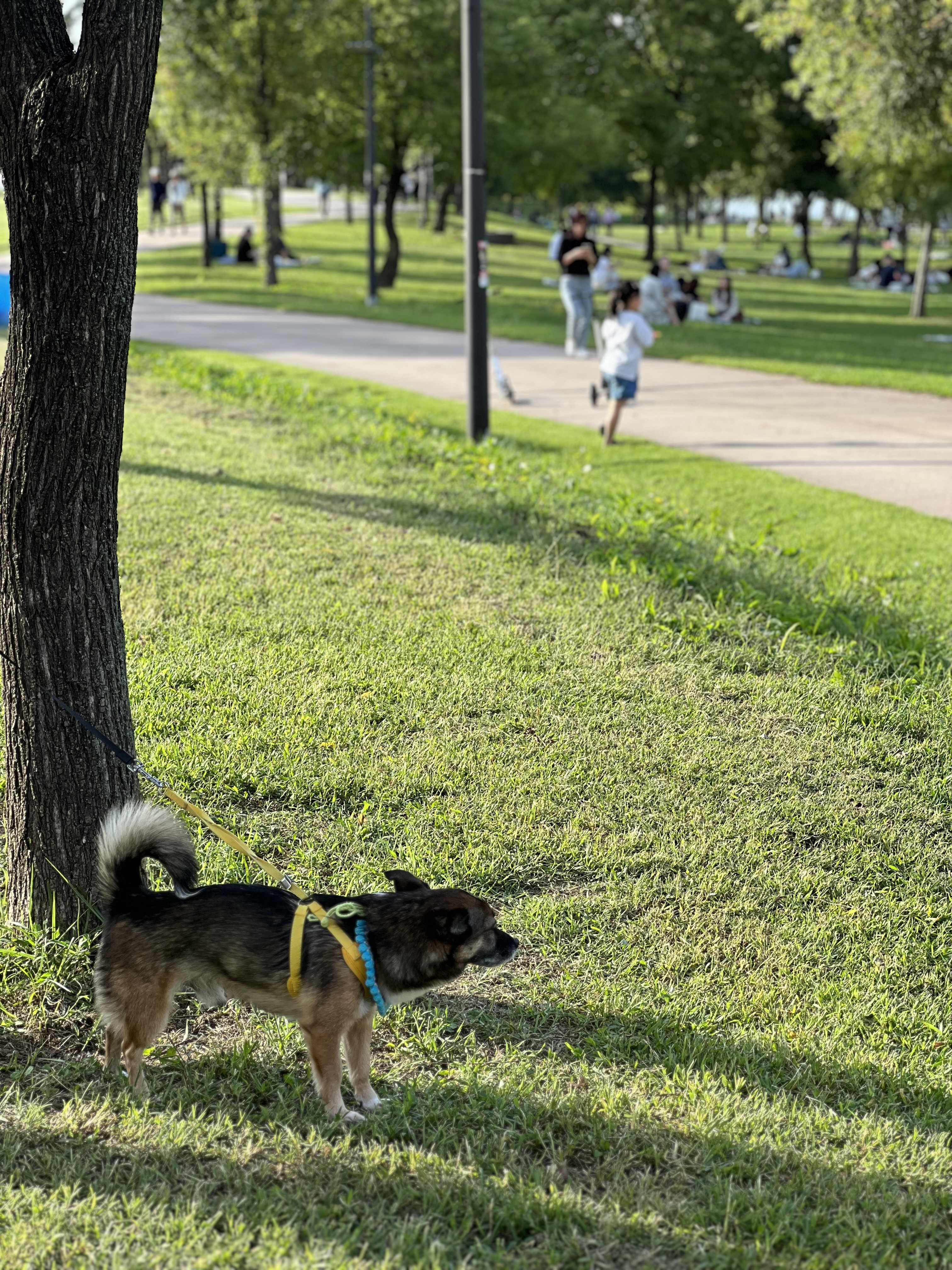 행복한 강아지 지로와 함께 (리복이)