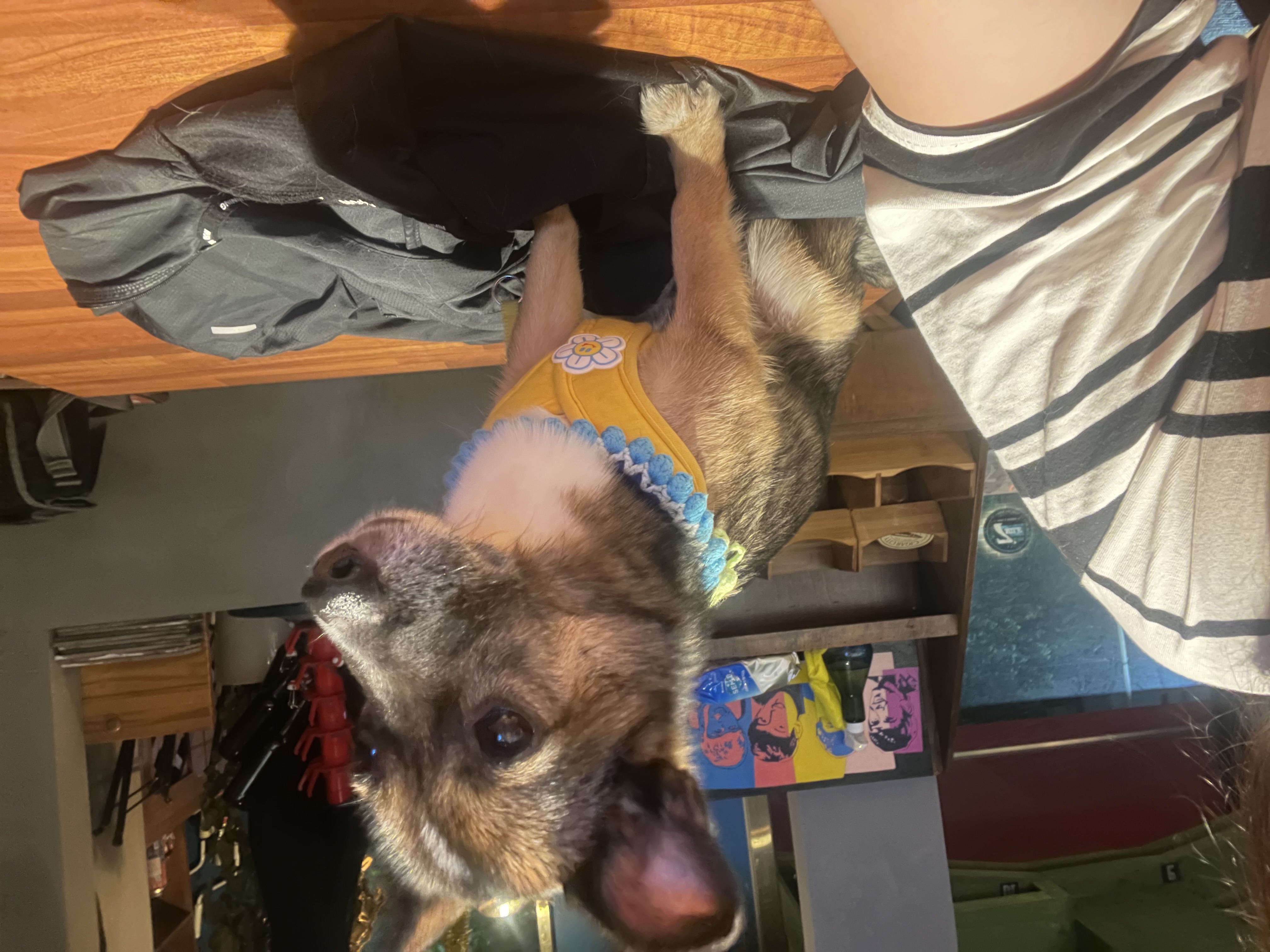 행복한 강아지 지로와 함께 (리복이)