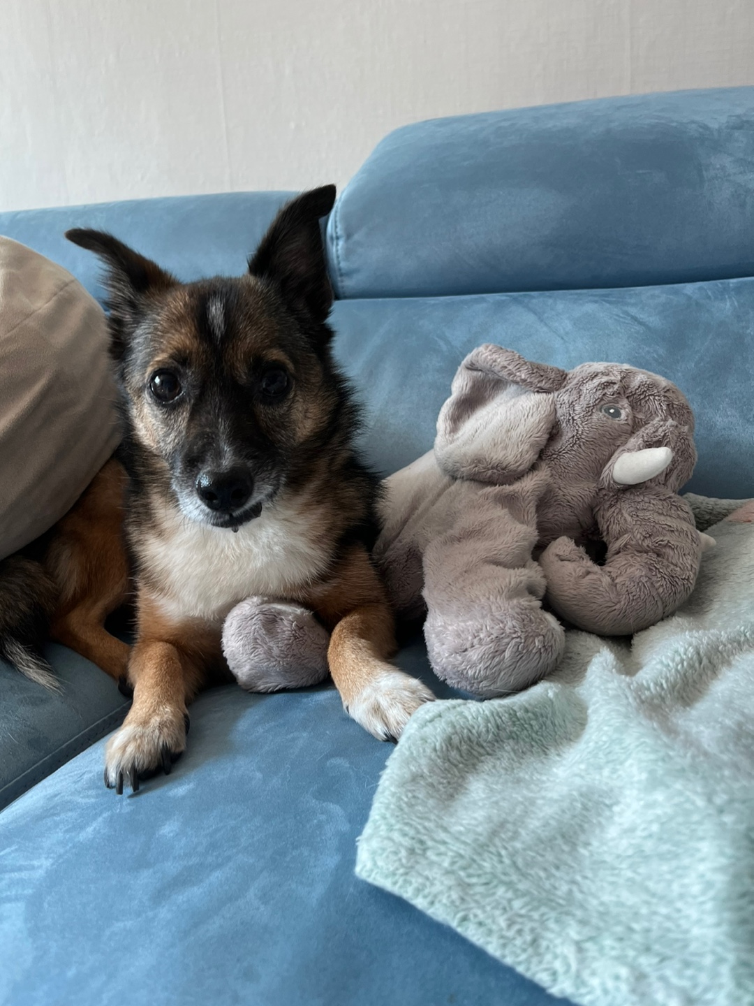 행복한 강아지 지로와 함께 (리복이)