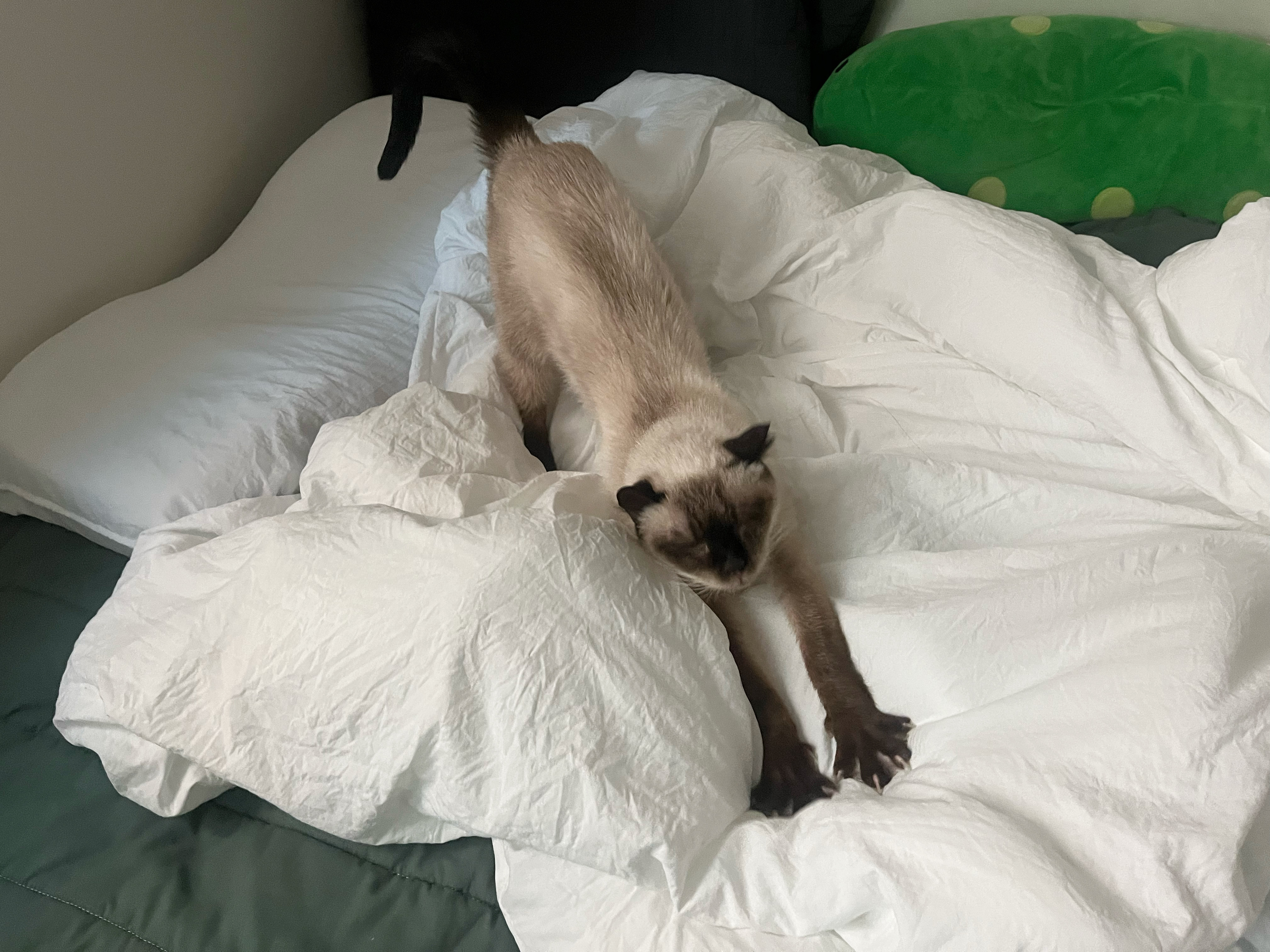 숑이(샤미)의 임보 일주일차 이야기 😼