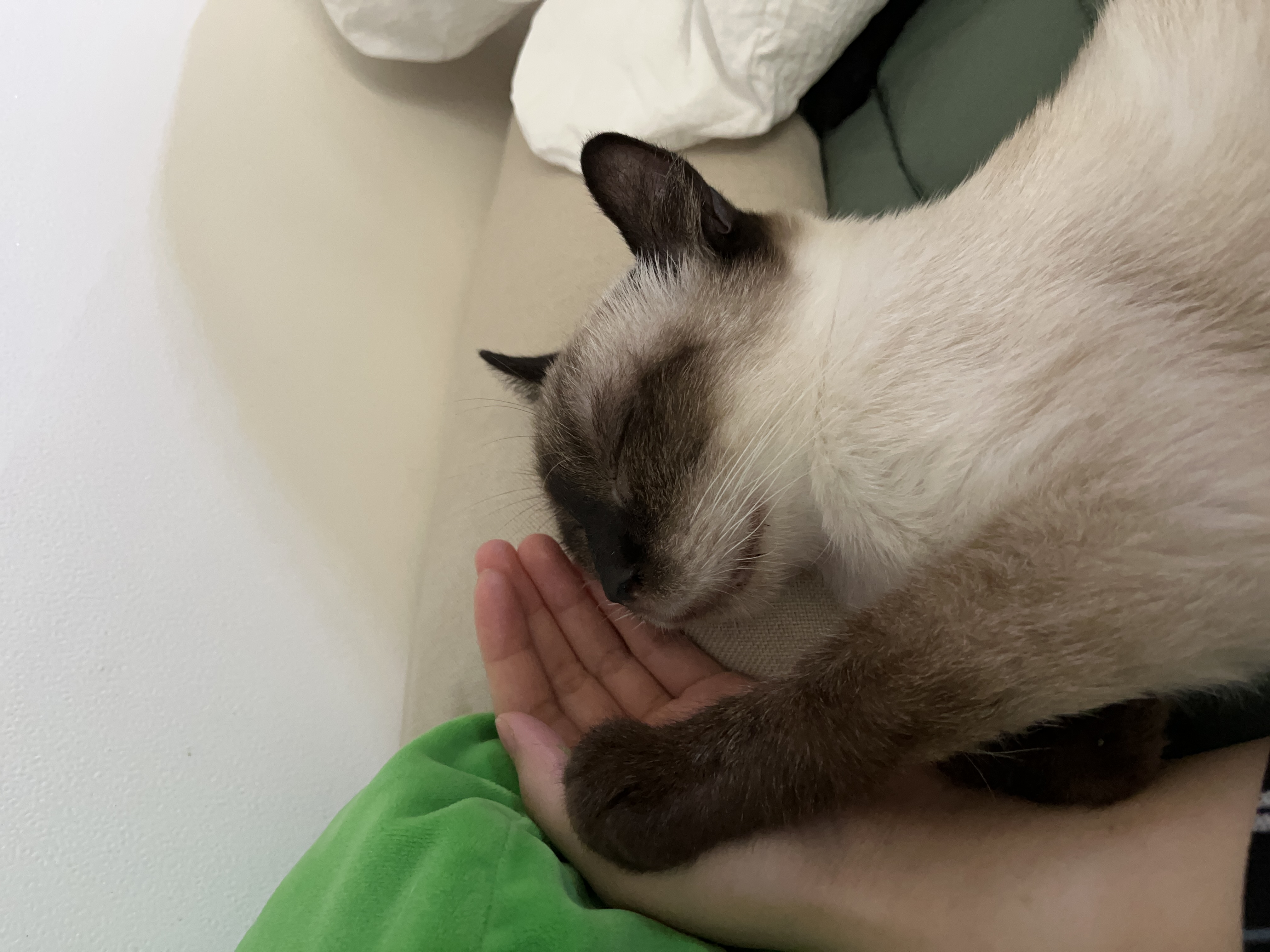 숑이(샤미)의 임보 일주일차 이야기 😼