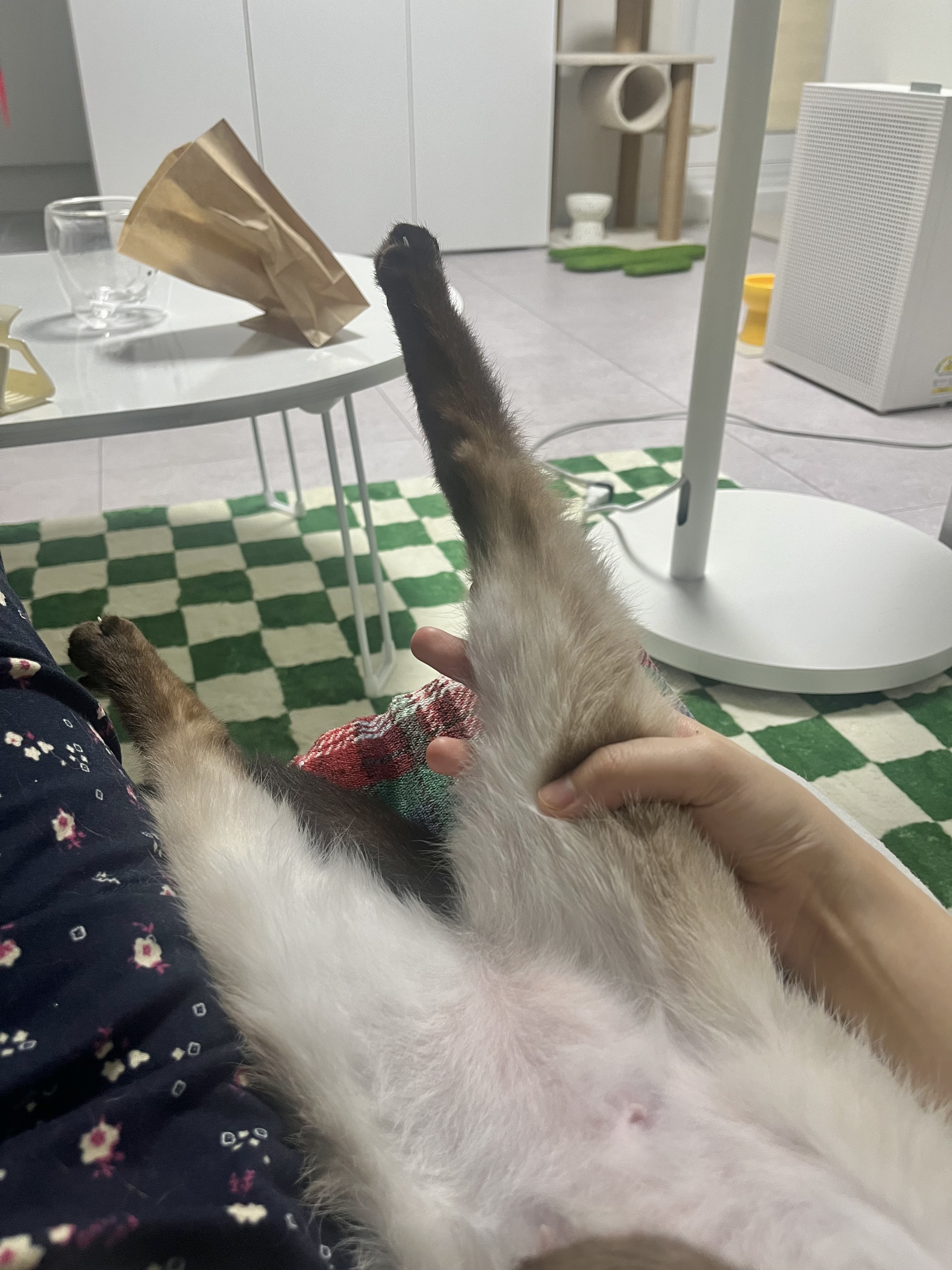 숑이(샤미)의 임보 일주일차 이야기 😼