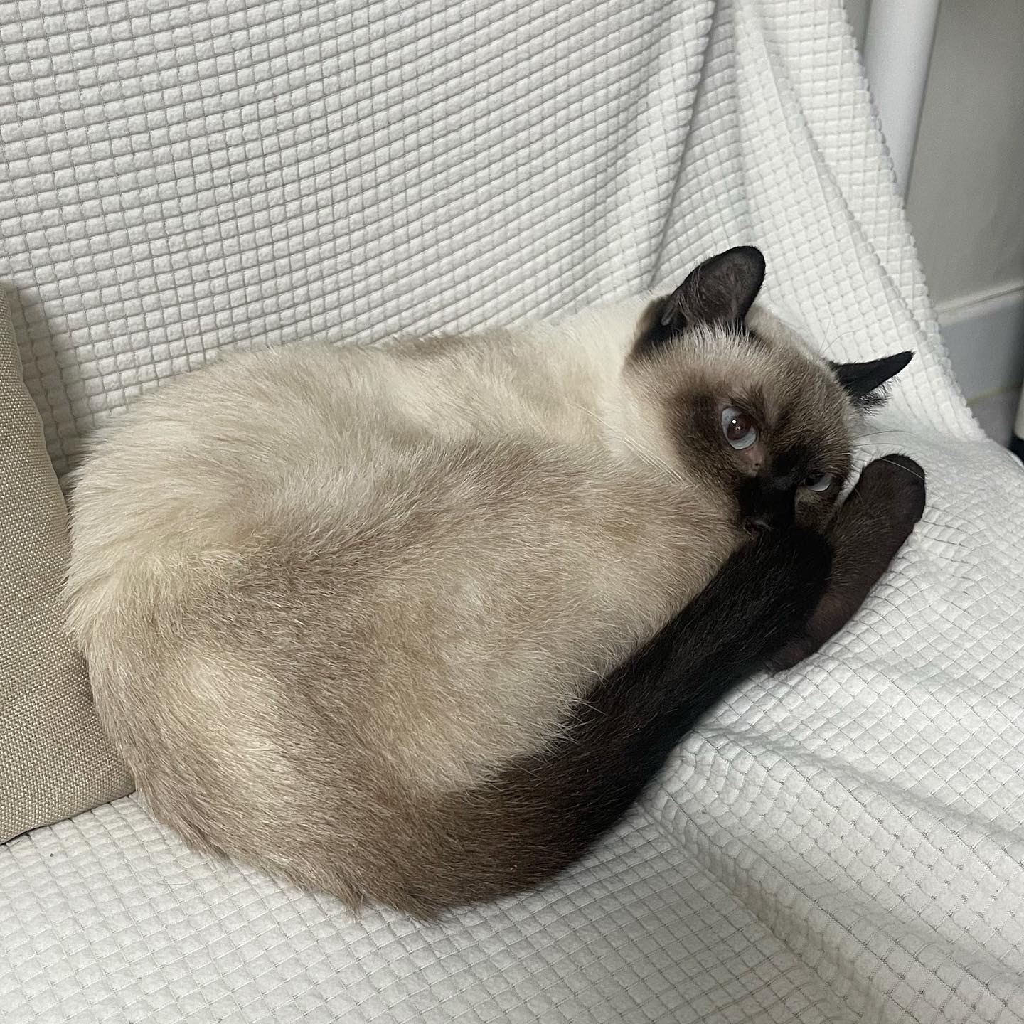 숑이(샤미)의 임보 일주일차 이야기 😼