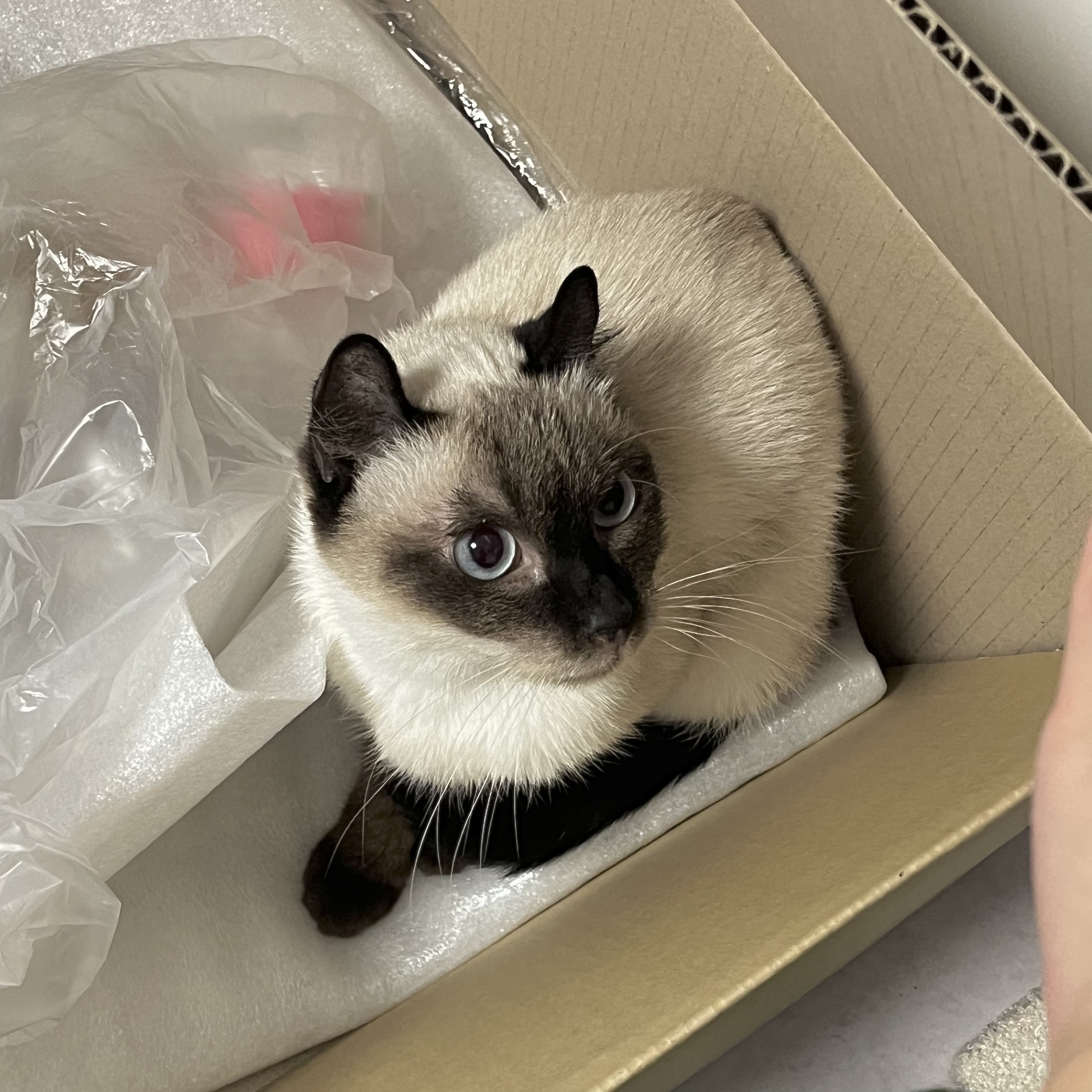 숑이(샤미)의 임보 일주일차 이야기 😼