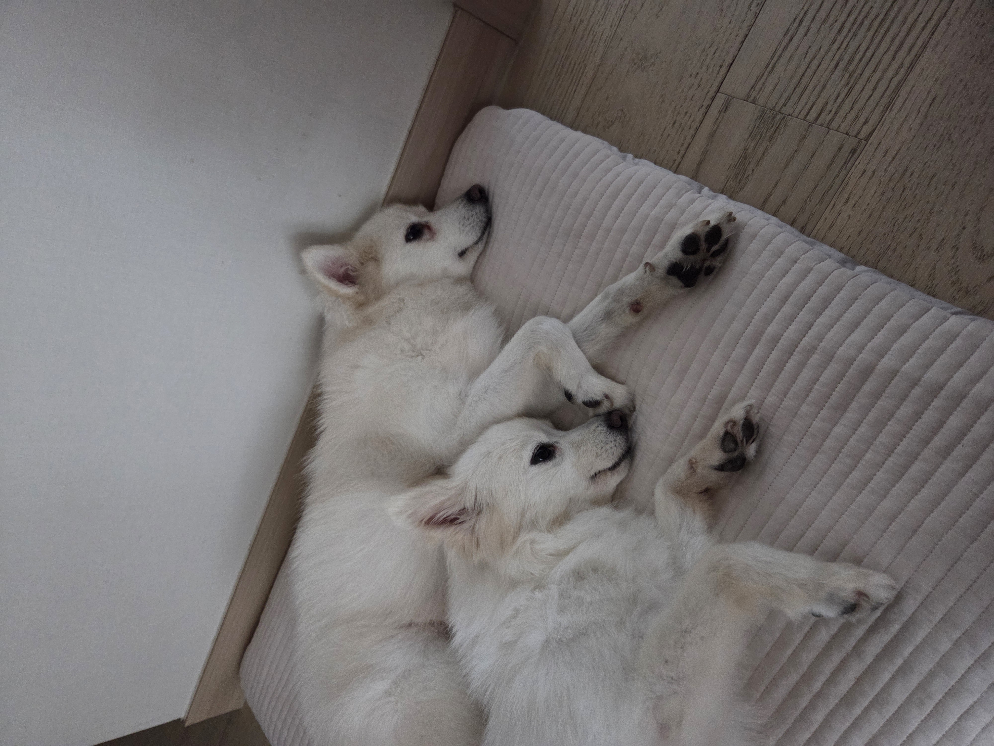 리유 임시보호 한달차 🤍 (다람이 입양 세달차)
